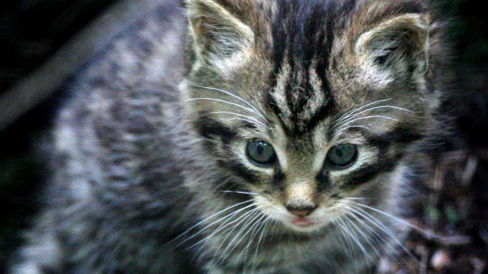 Scottish wildcat kitten