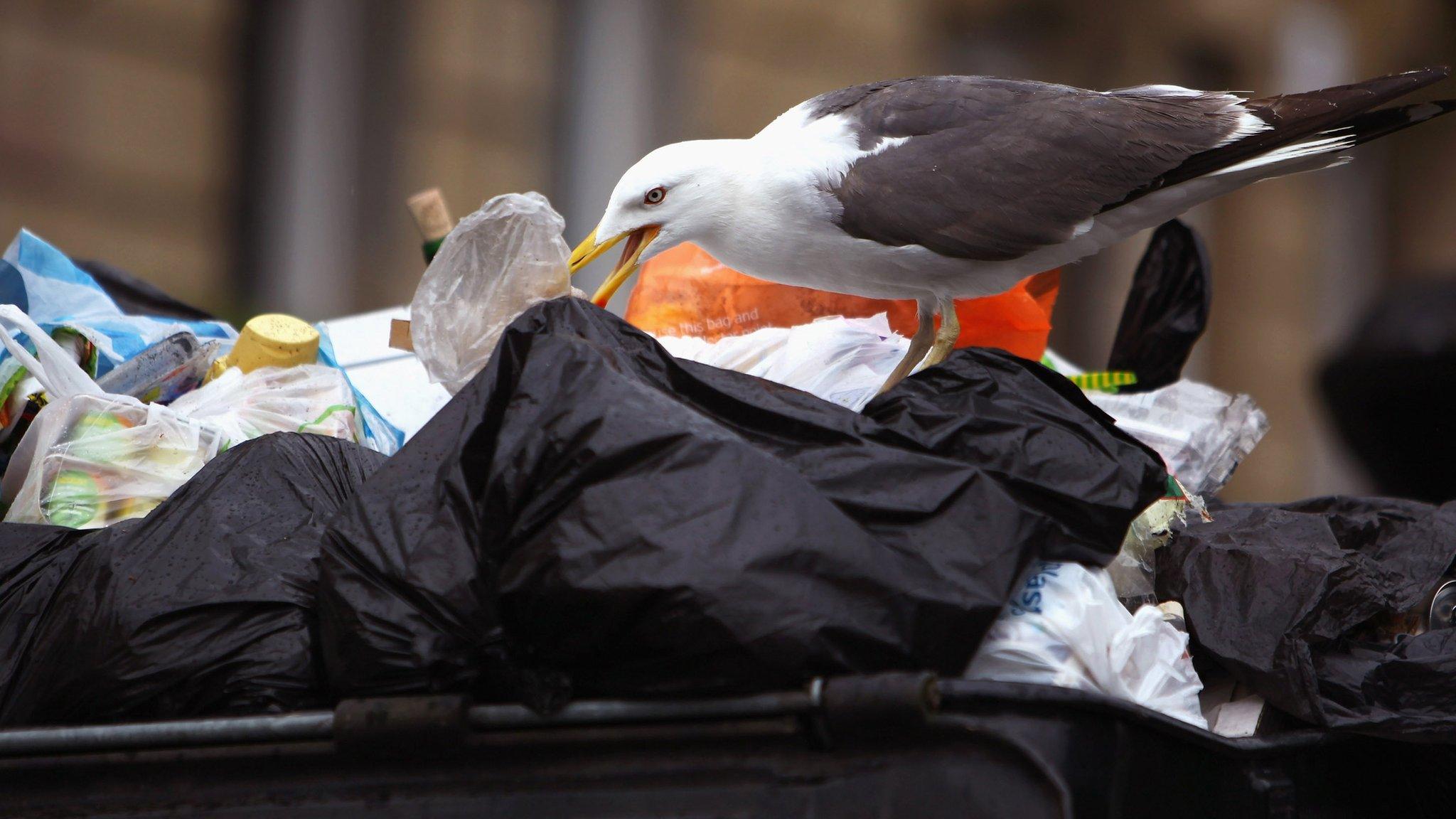 Seagull ripping into rubbish bags