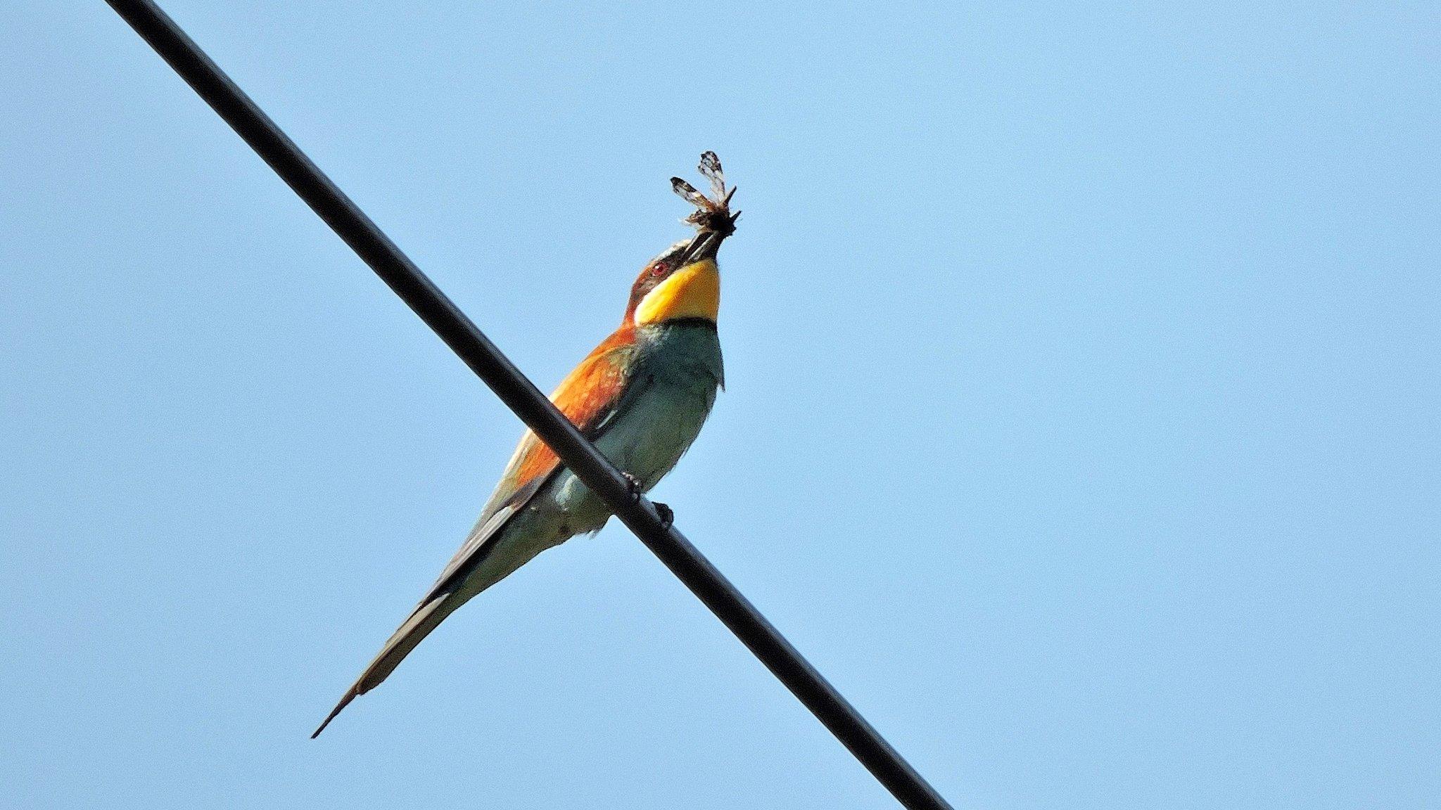 Bee-eater with a dragon fly at Wydcombe, Isle of Wight