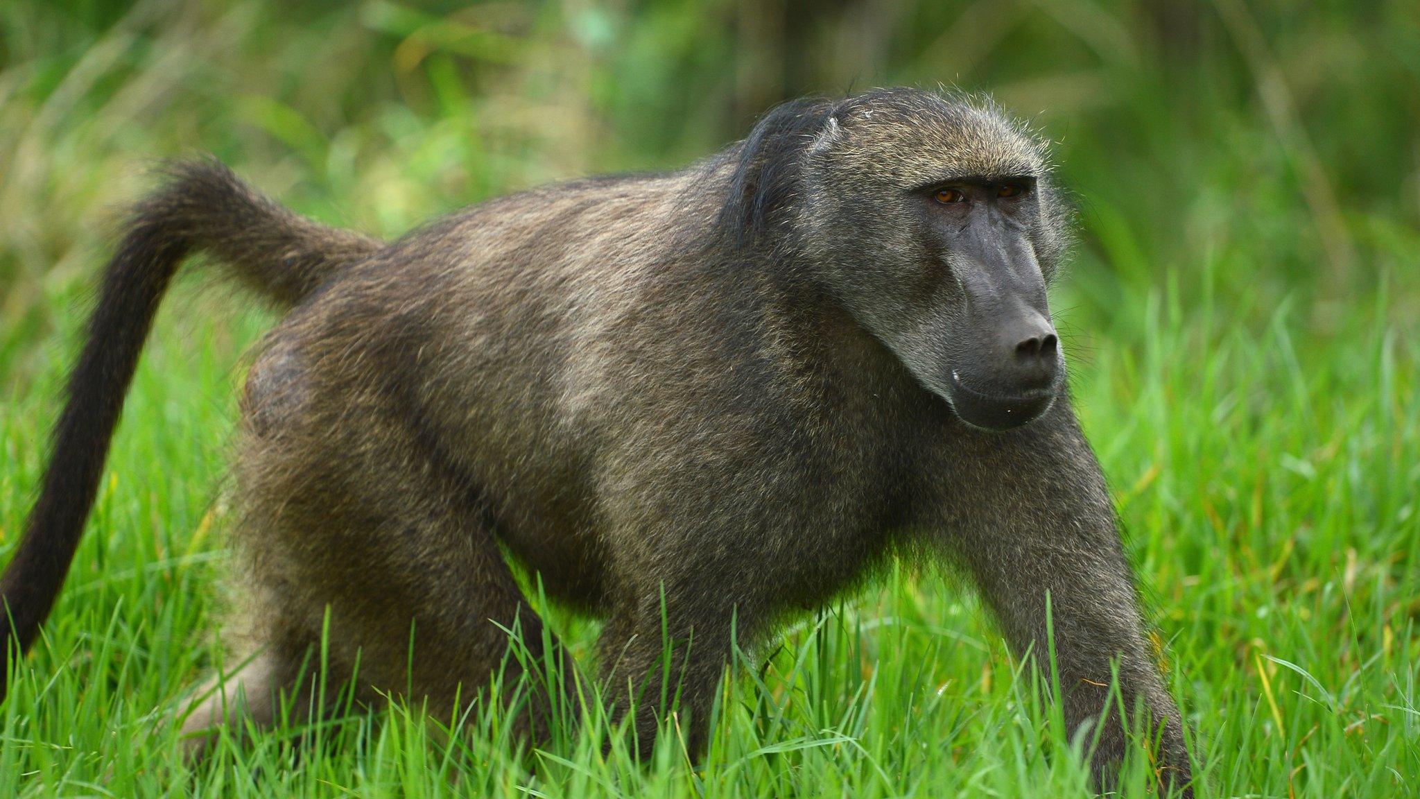 Baboon