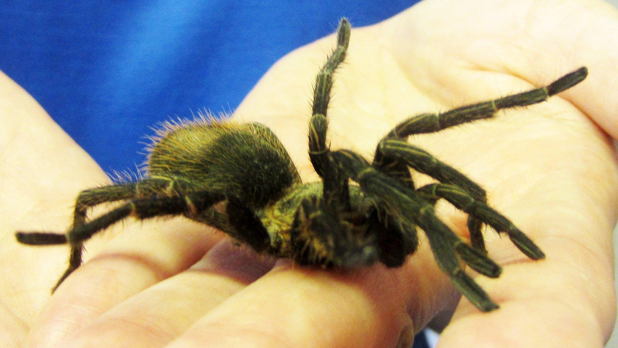 The Peruvian Green Velvet tarantula