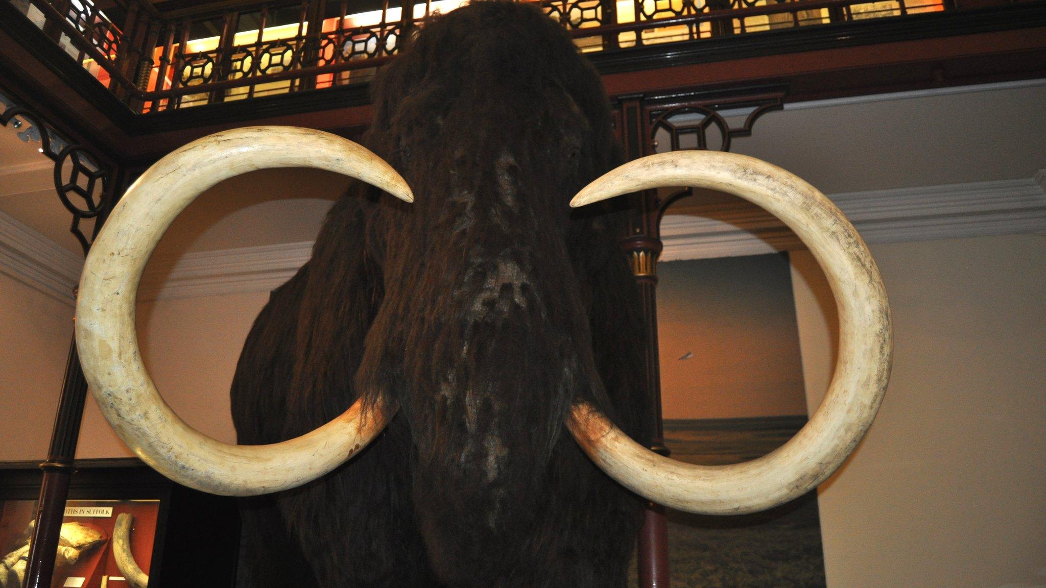 Ipswich Museum woolly mammoth