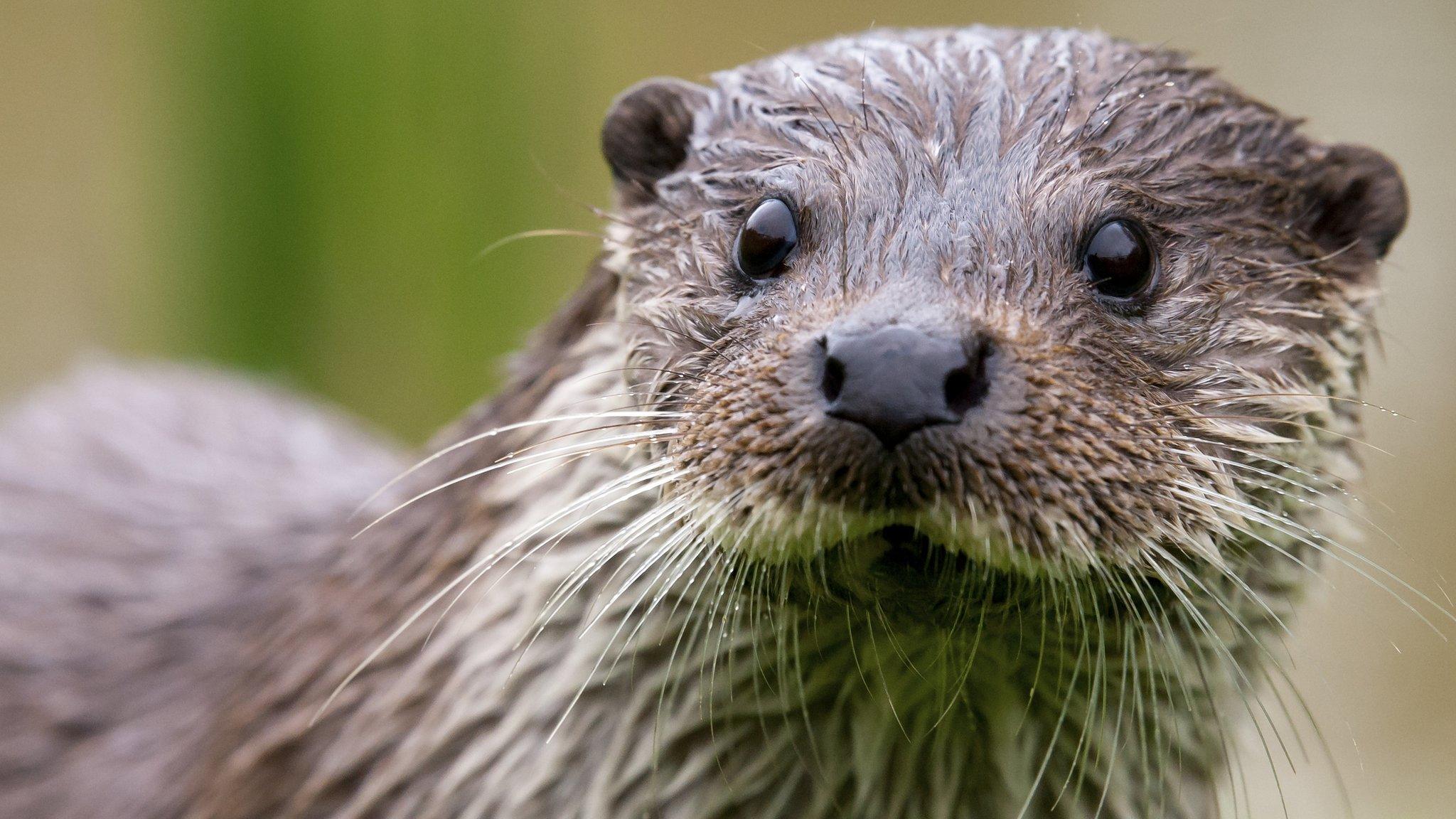 An otter