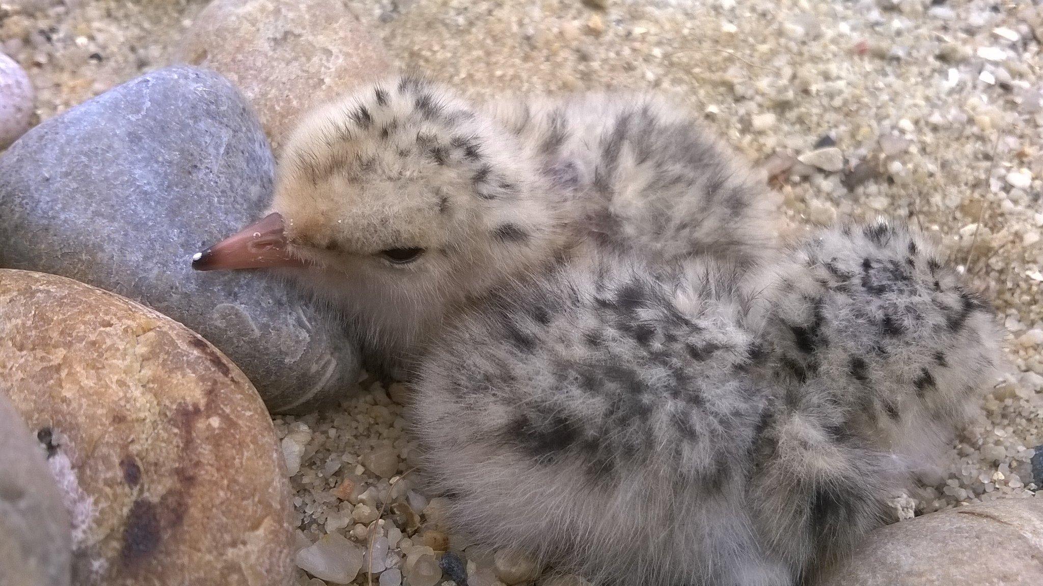 Litttle Tern chicks