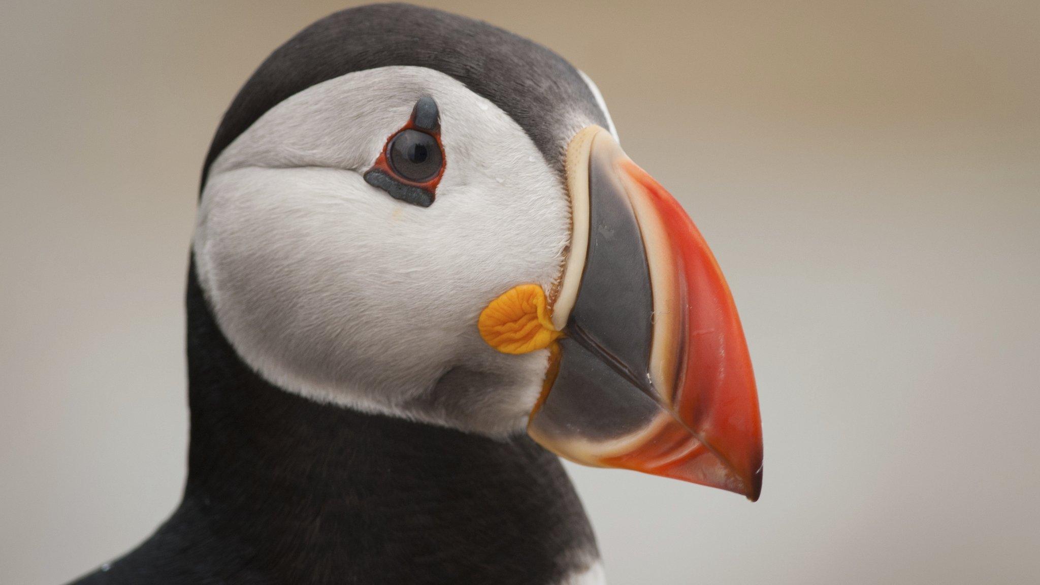 Puffin