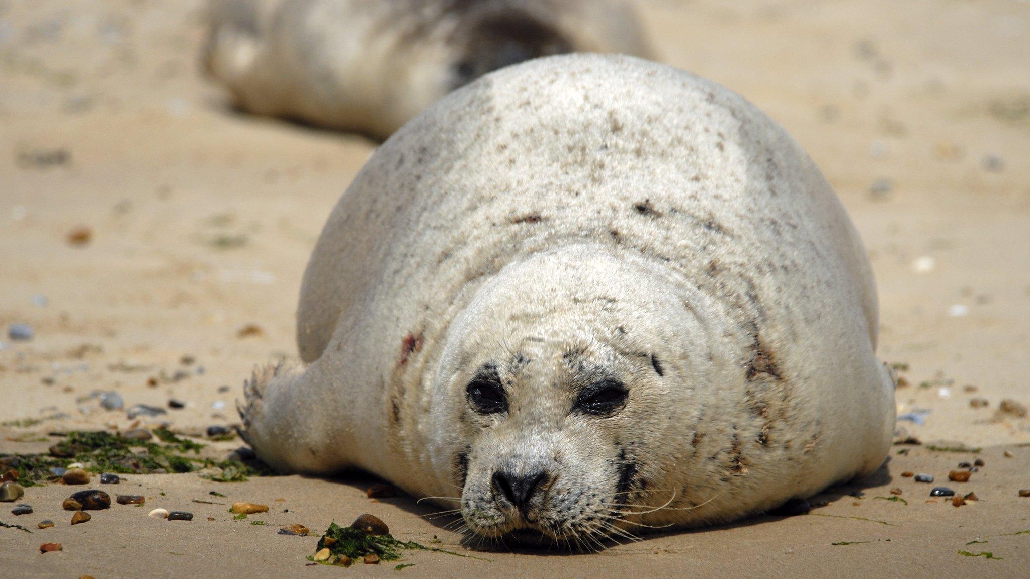 Harbour seal