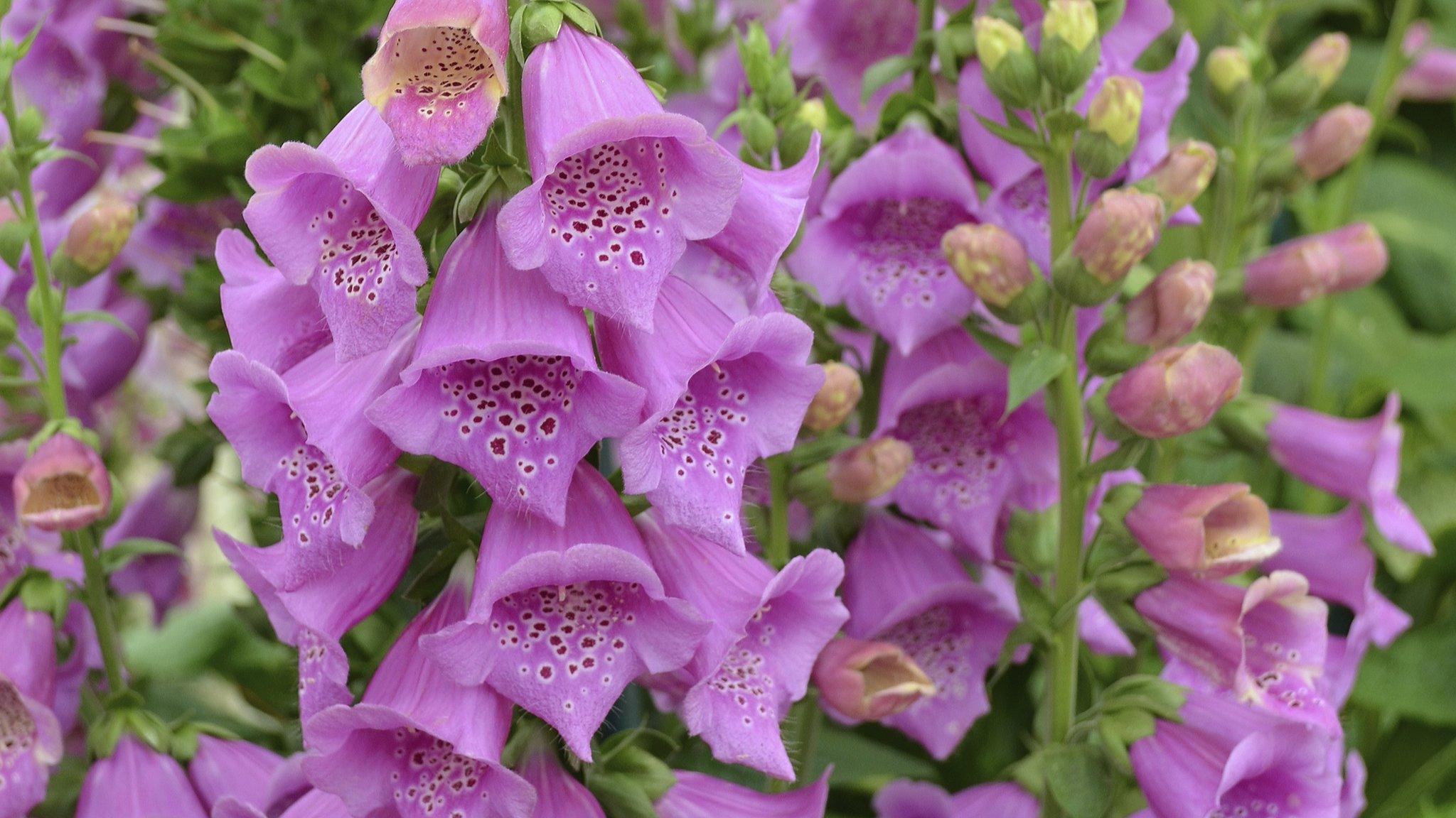 Foxglove