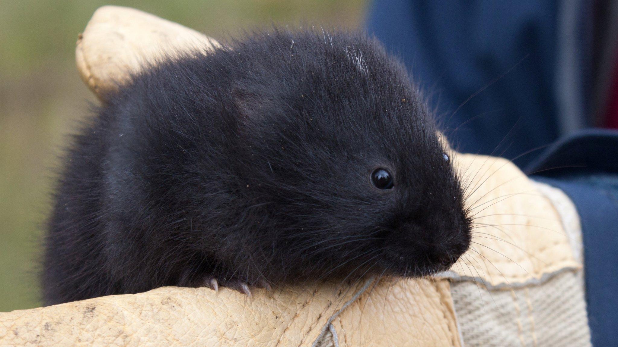 Water vole