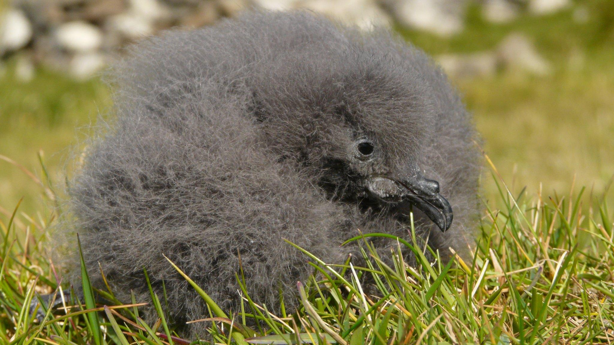 Leach's storm petrel chick