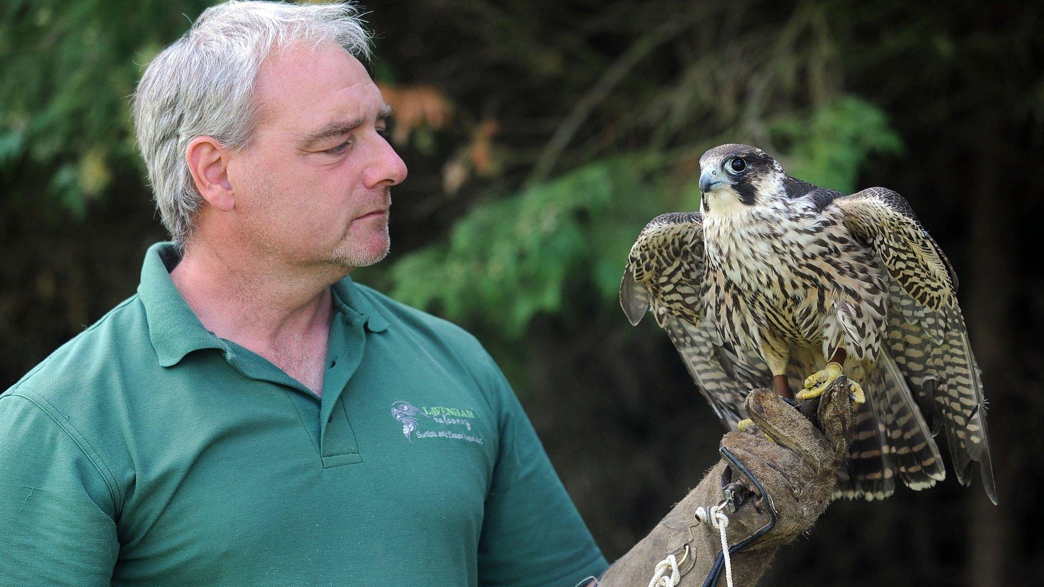 Steve Younge with peregrine falcon