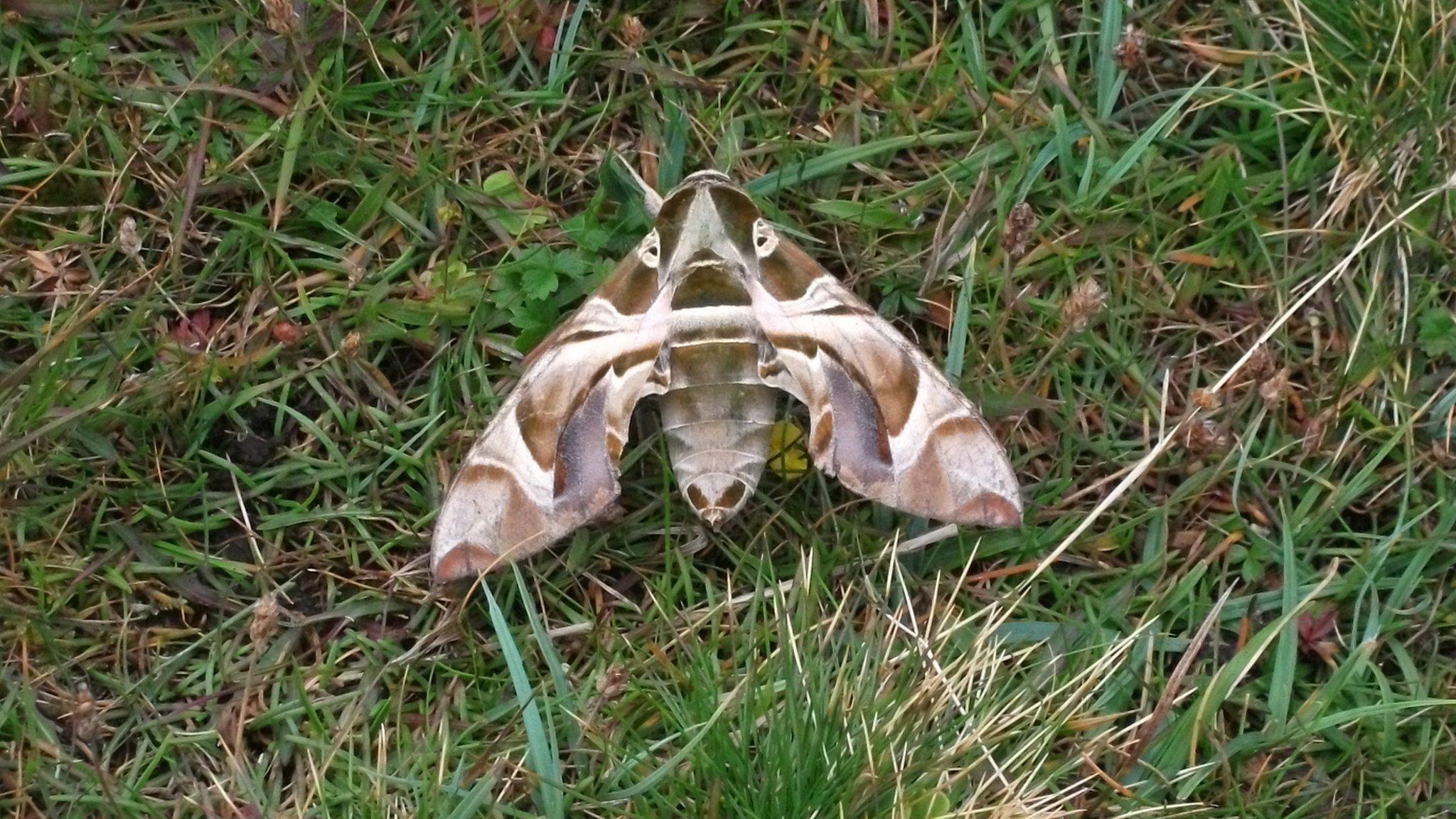 Oleander hawk moth