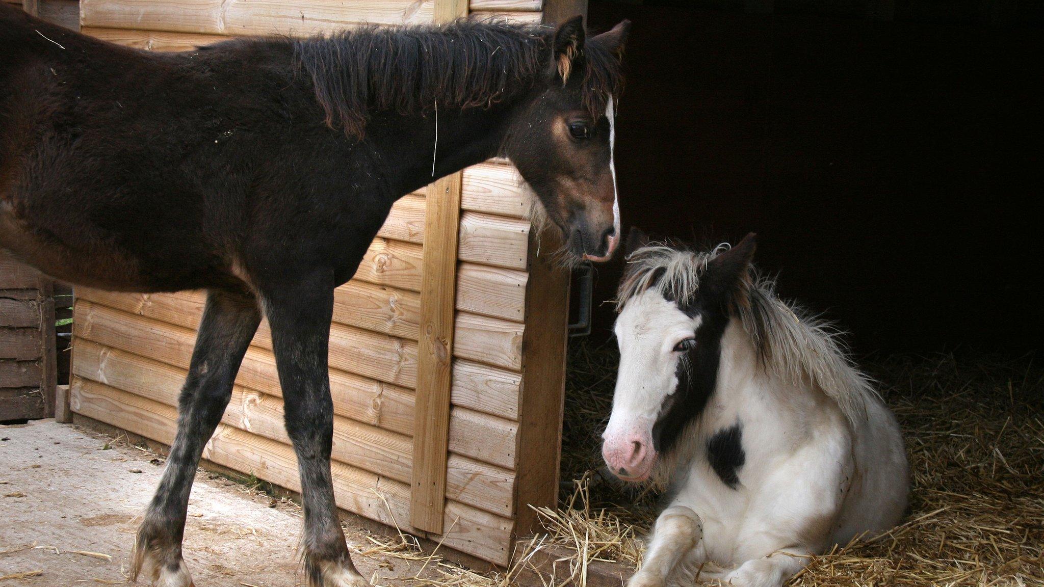 Foals from Gower at the Hillside Sanctuary, Norwich