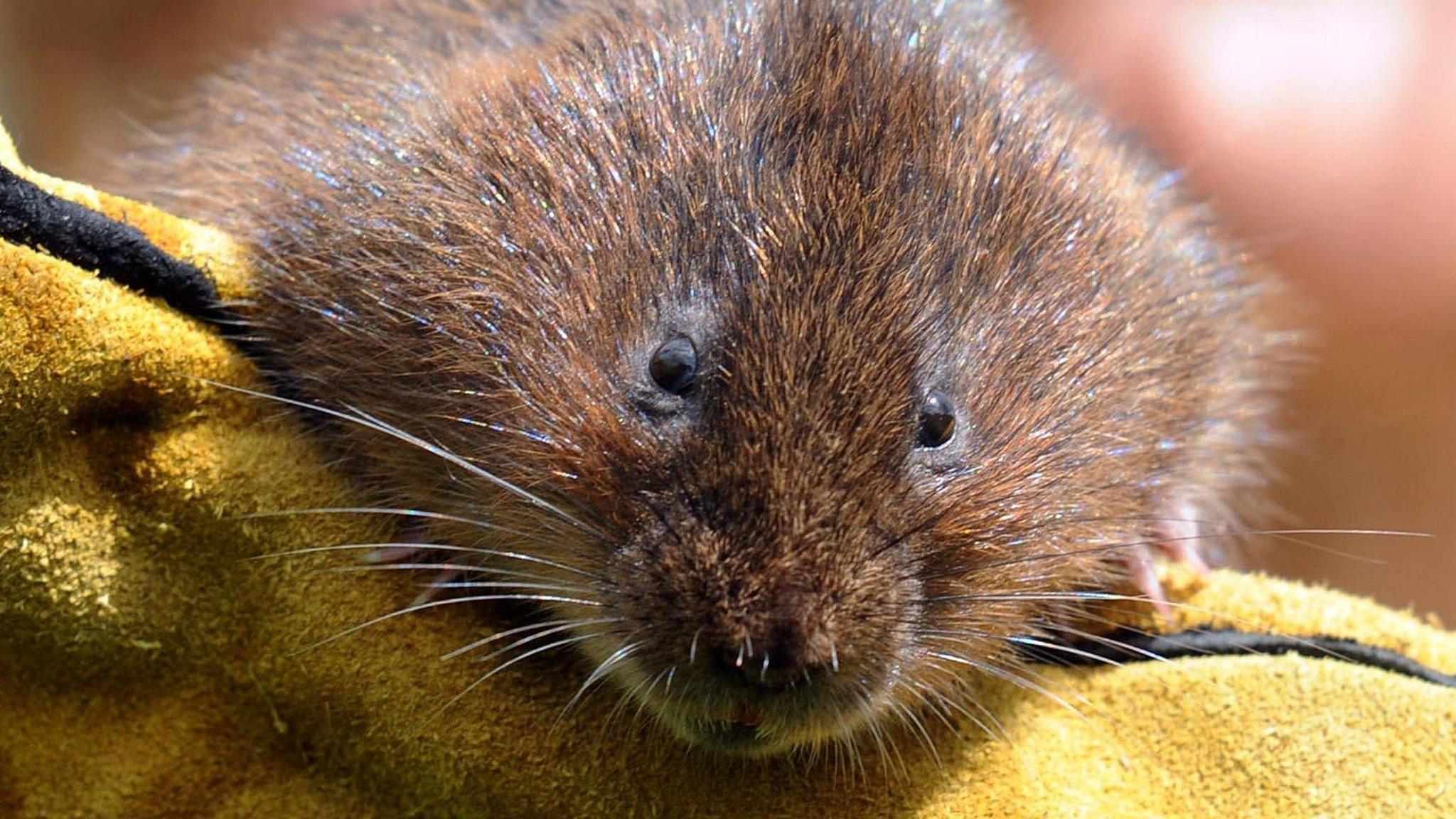 Water vole