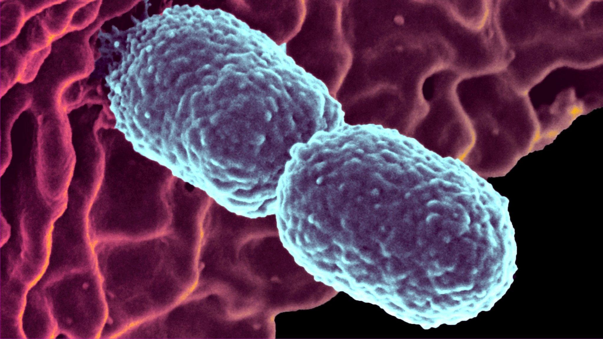 Klebsiella pneumoniae bacteria
