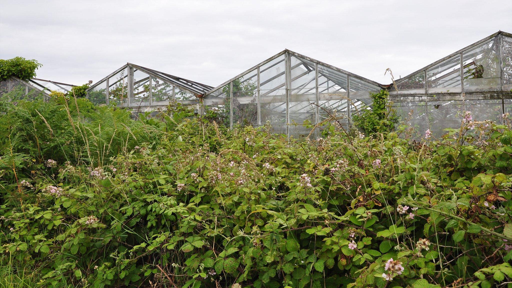 Former vinery greenhouses overgrown with plants