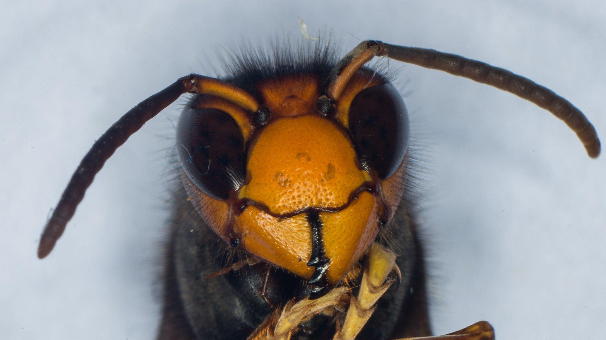 An Asian hornet - or vespa velutina - seen close up