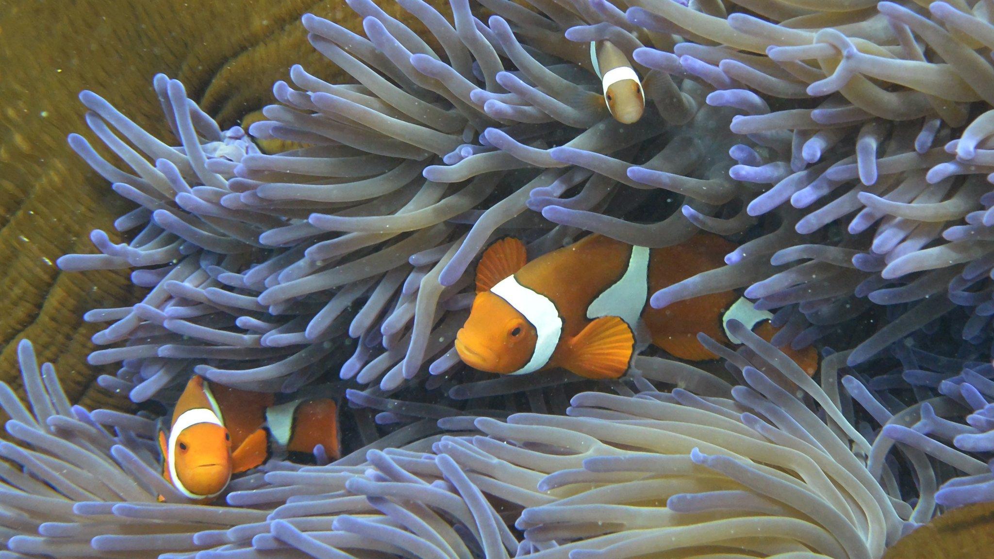 A photo taken on 22 September 2014 shows fish swimming through the coral on Australia's Great Barrier Reef