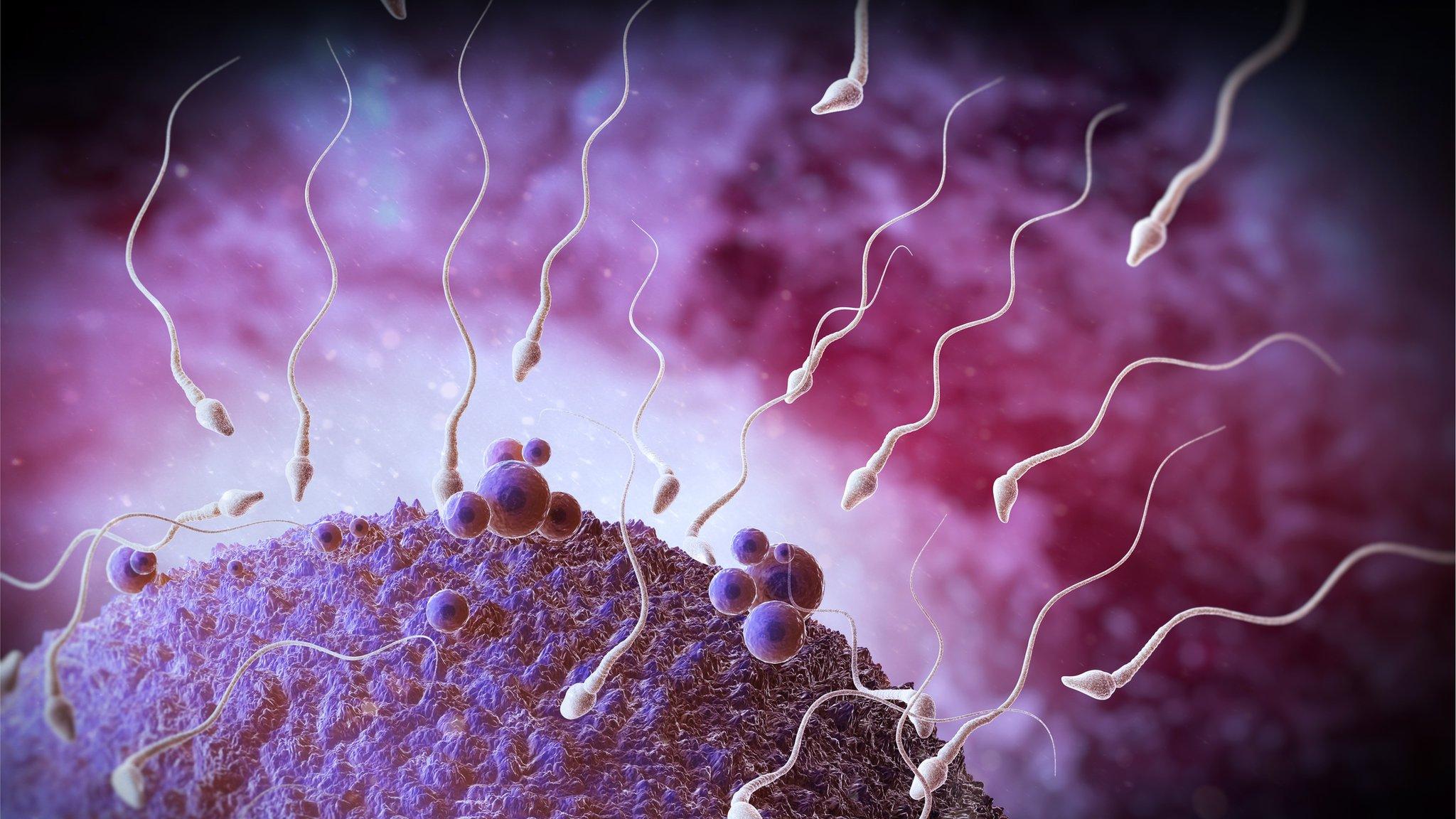 Sperm heading towards an egg