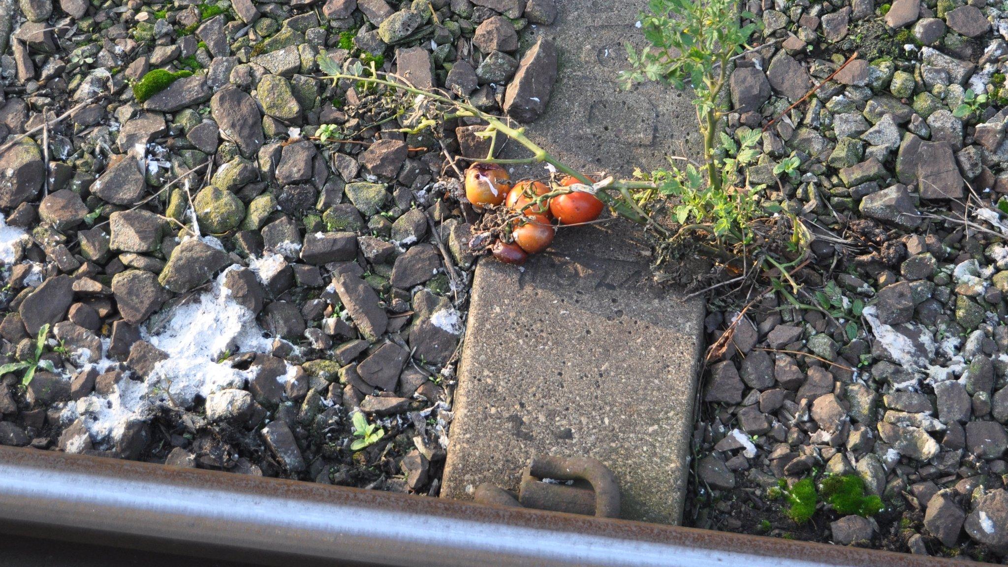 Tomatoes at Diss railway station