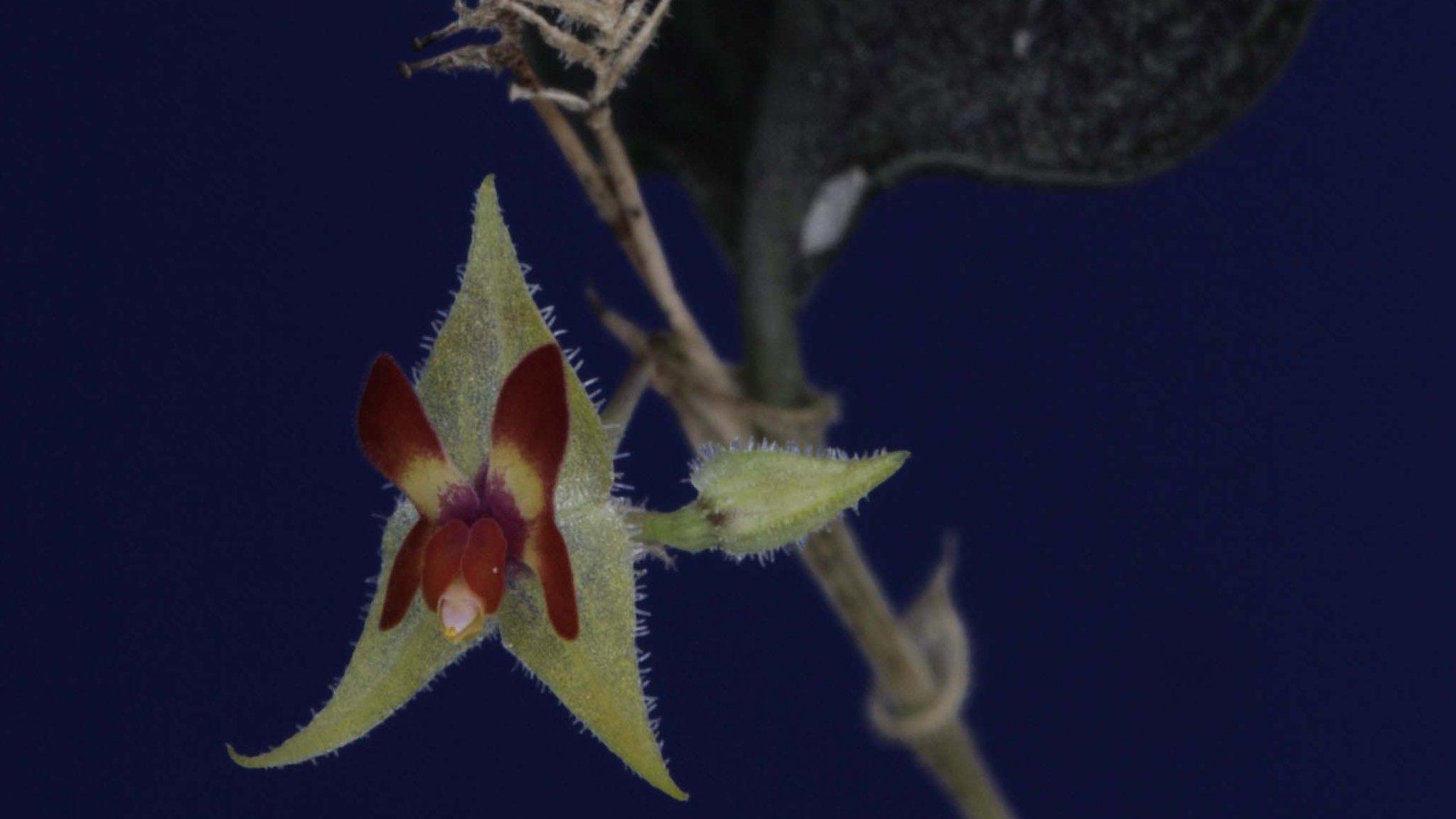 Lepanthes castilloae (Photo courtesy of Diego Bogarin)