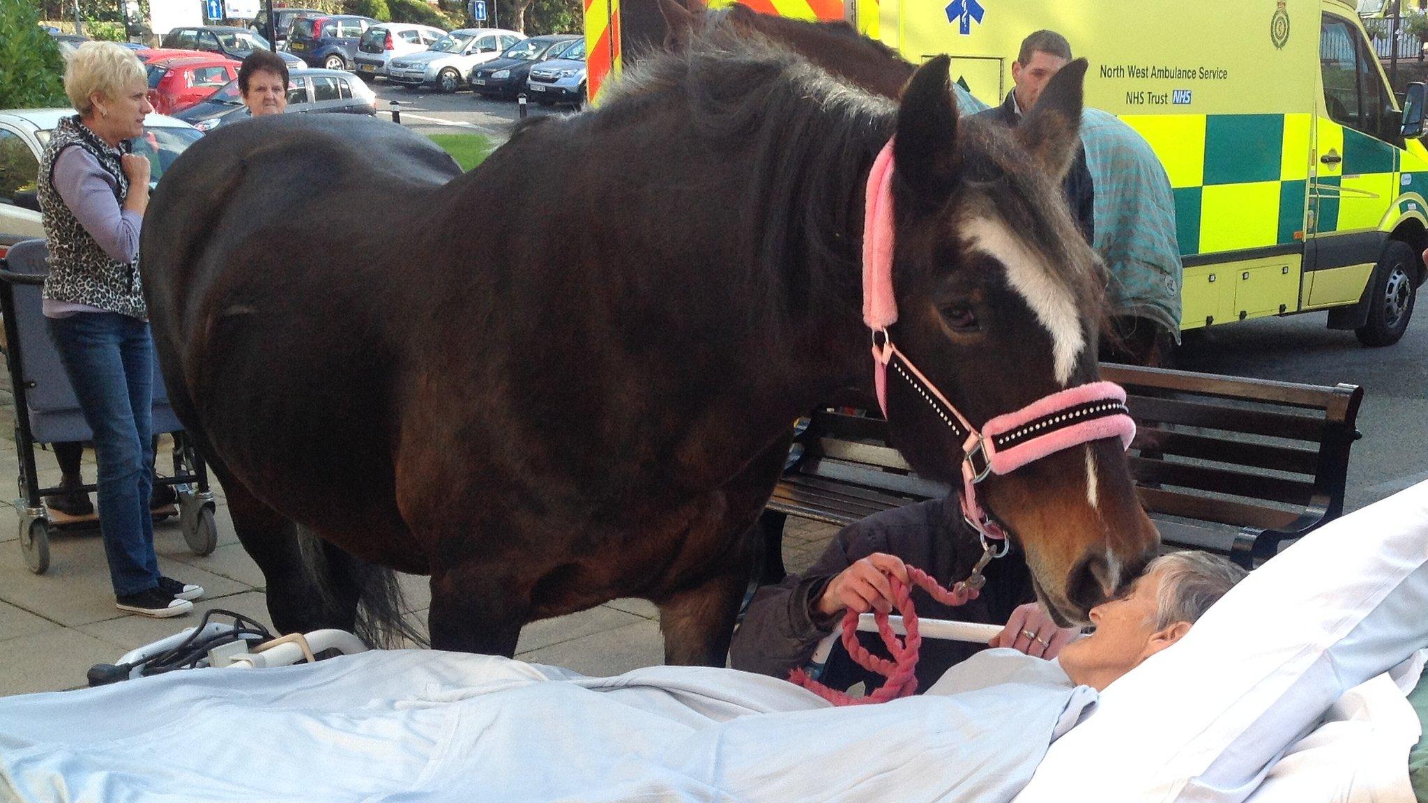 Horse "kisses" dying patient