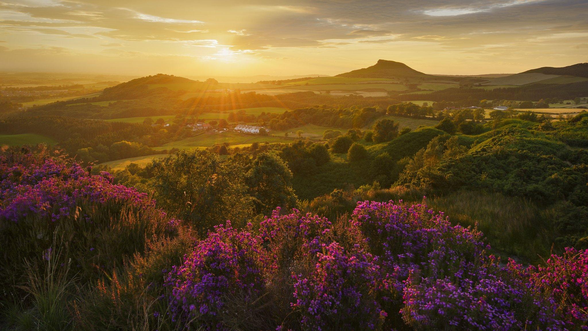 Heather in Bloom