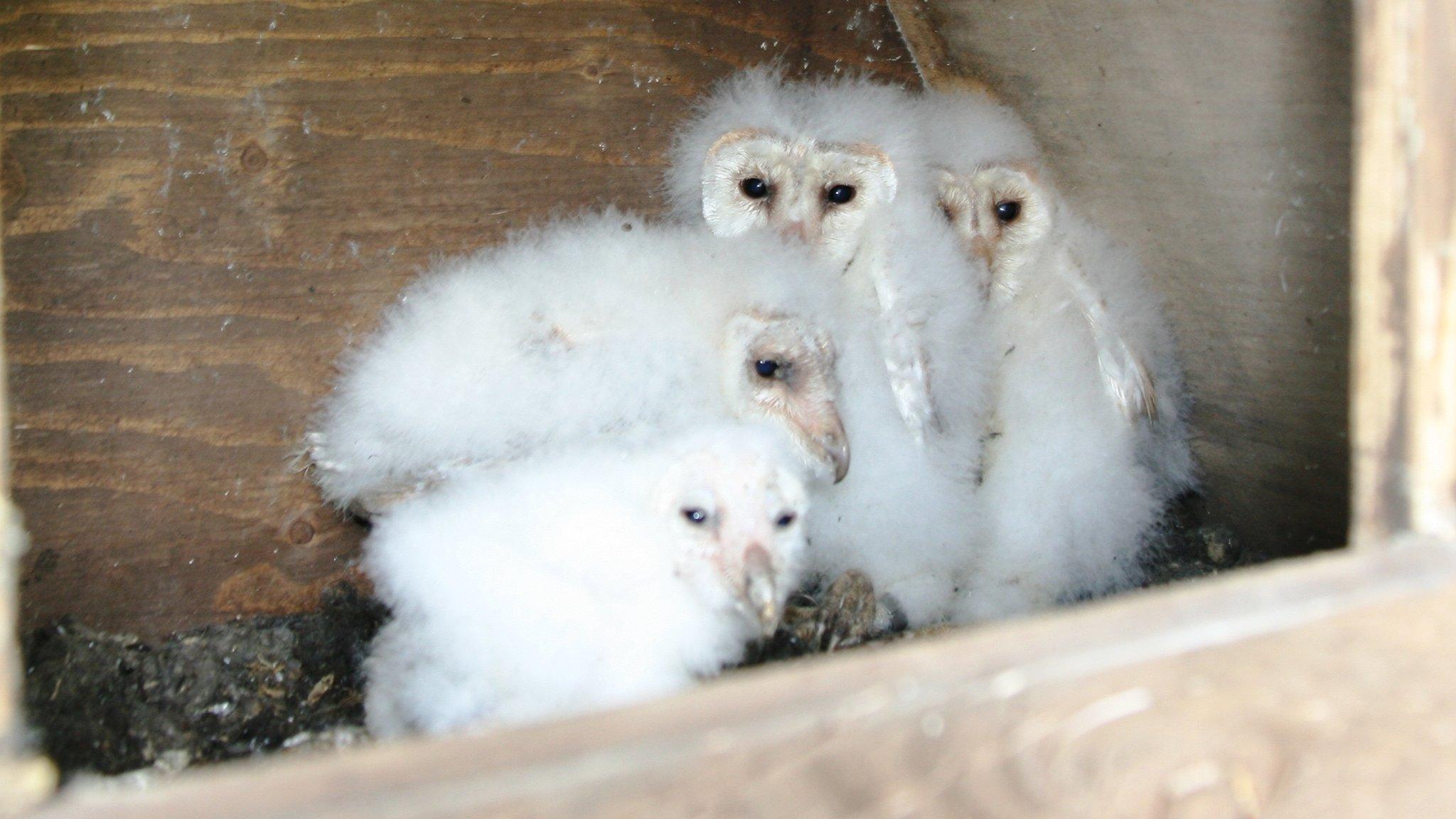 Barn owl chicks