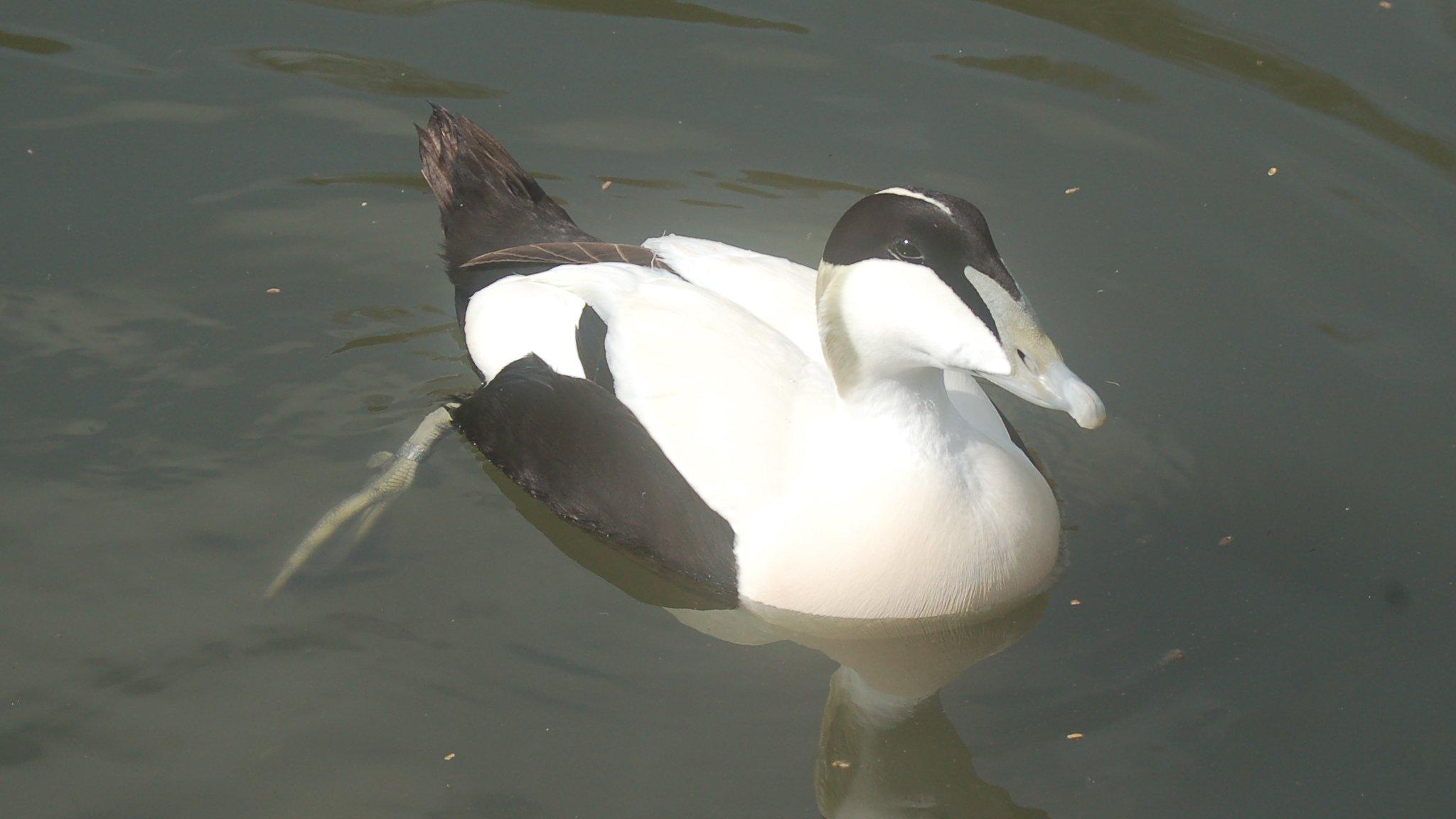 Eider duck (male)