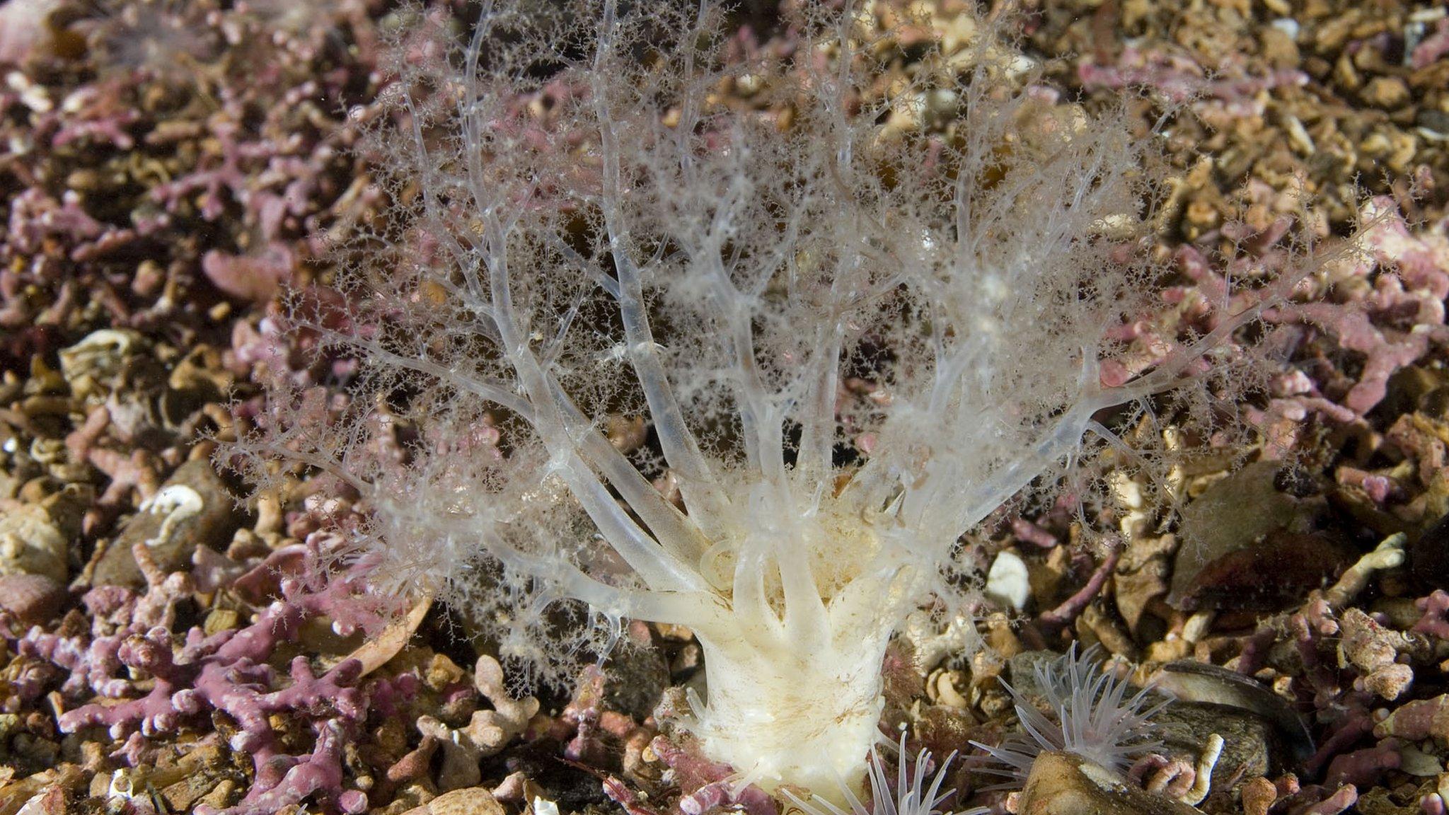 Sea cucumber on a maerl bed