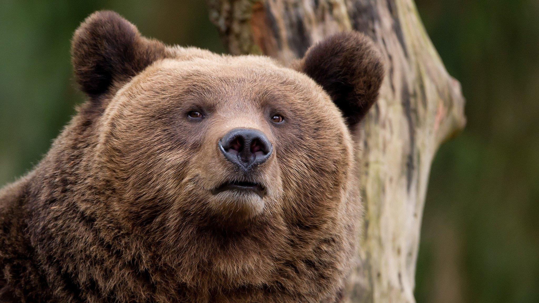 Eurasian brown bear