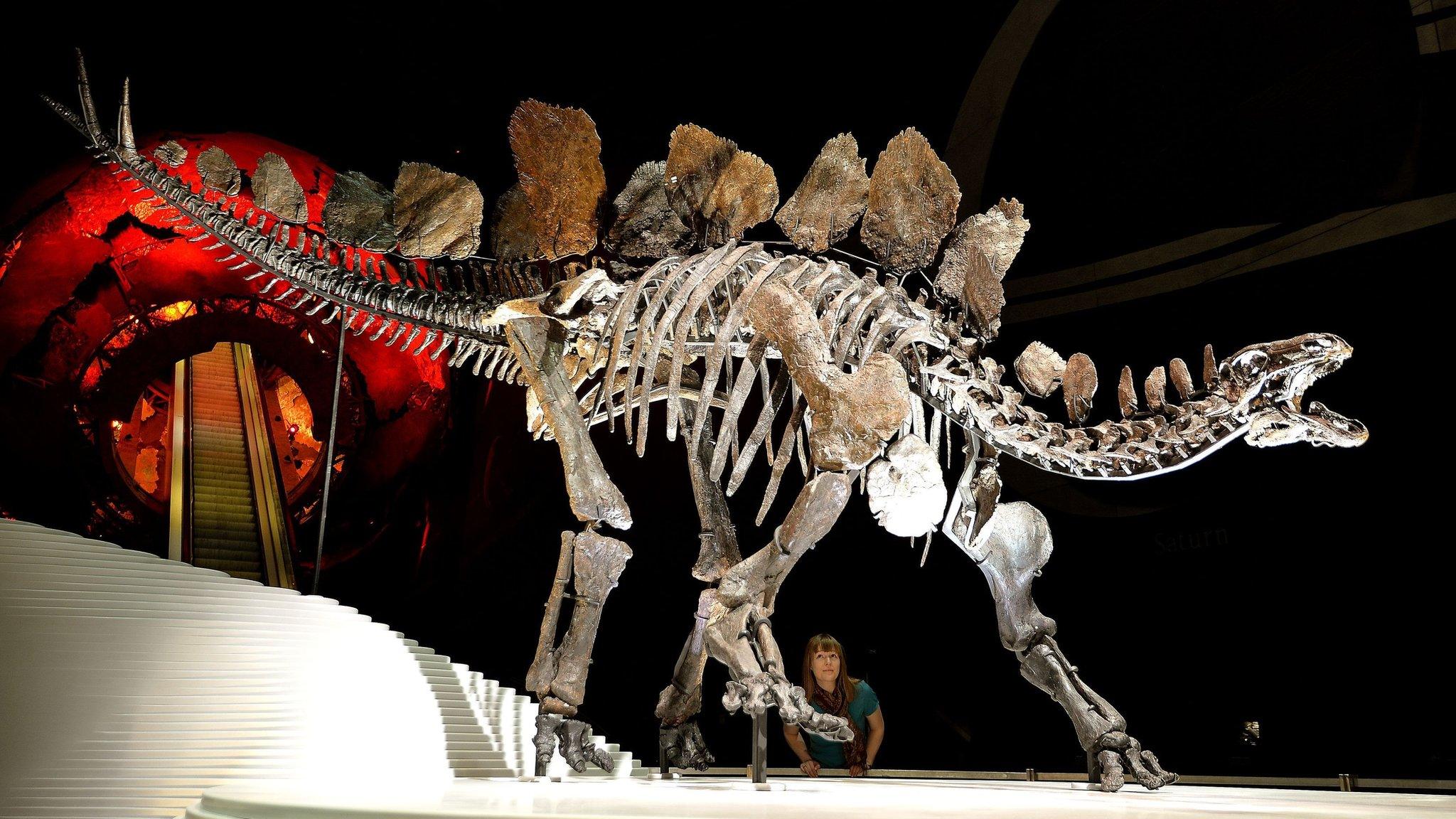 Stegosaurus skeleton