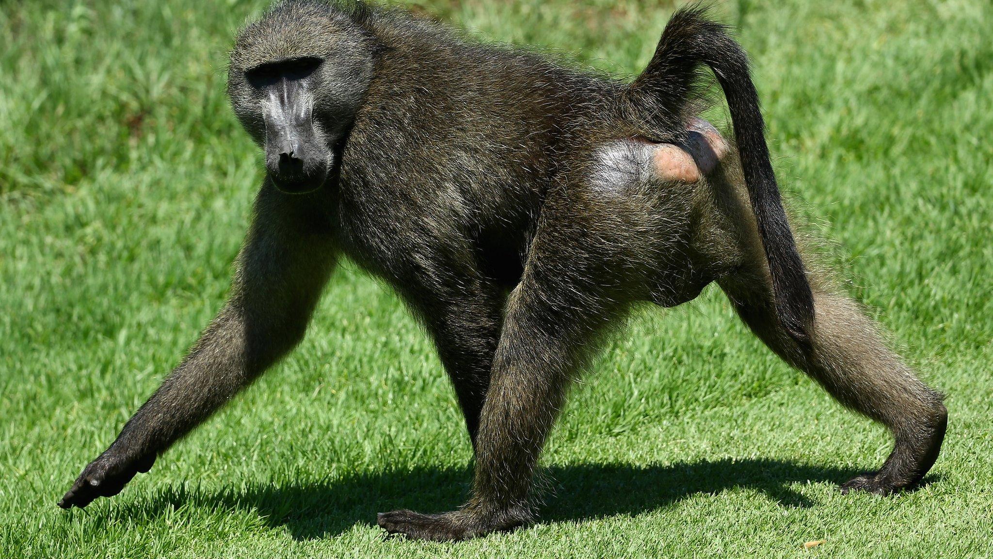 A baboon strides across the fairway at Sun City