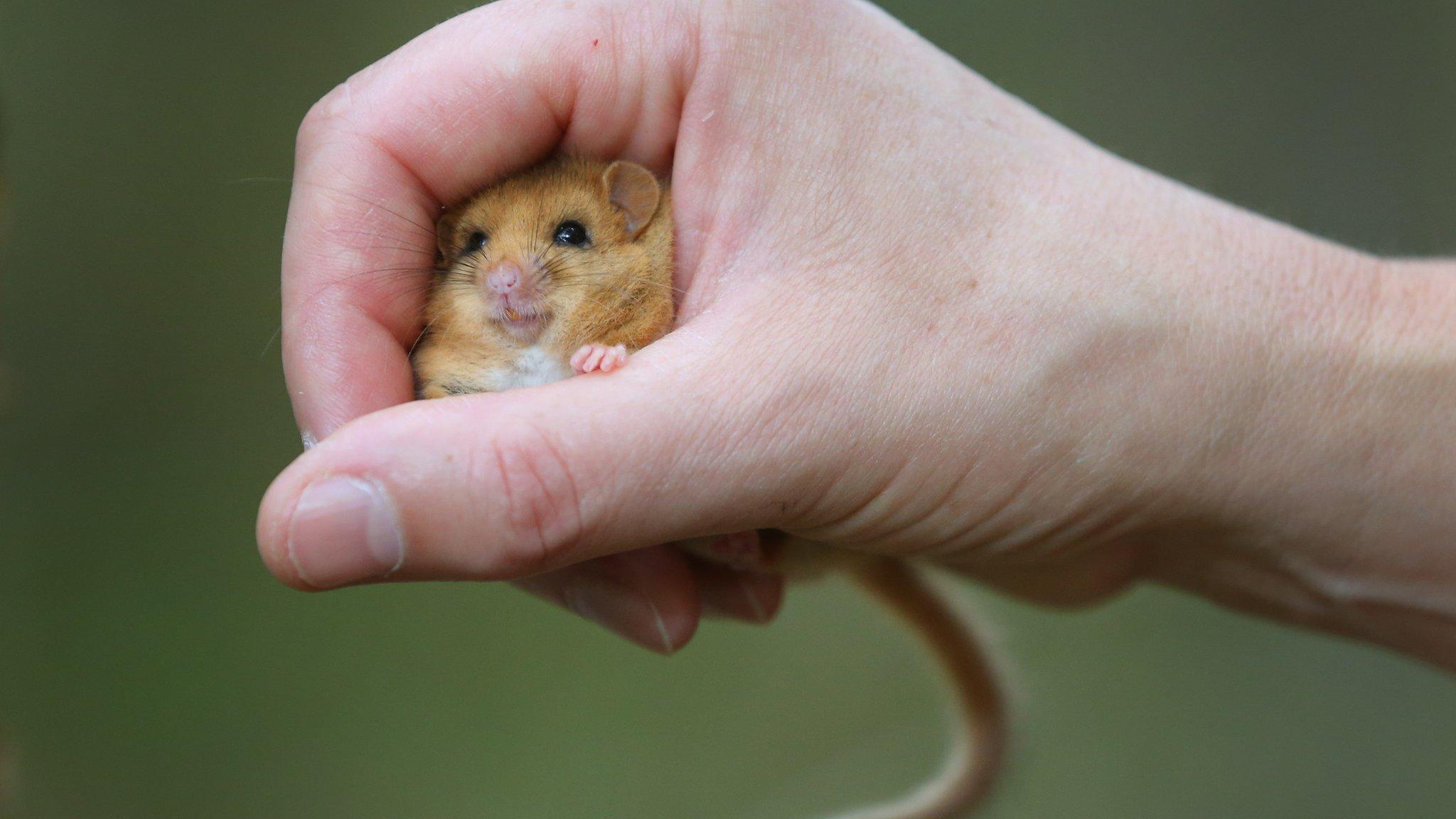 Dormouse