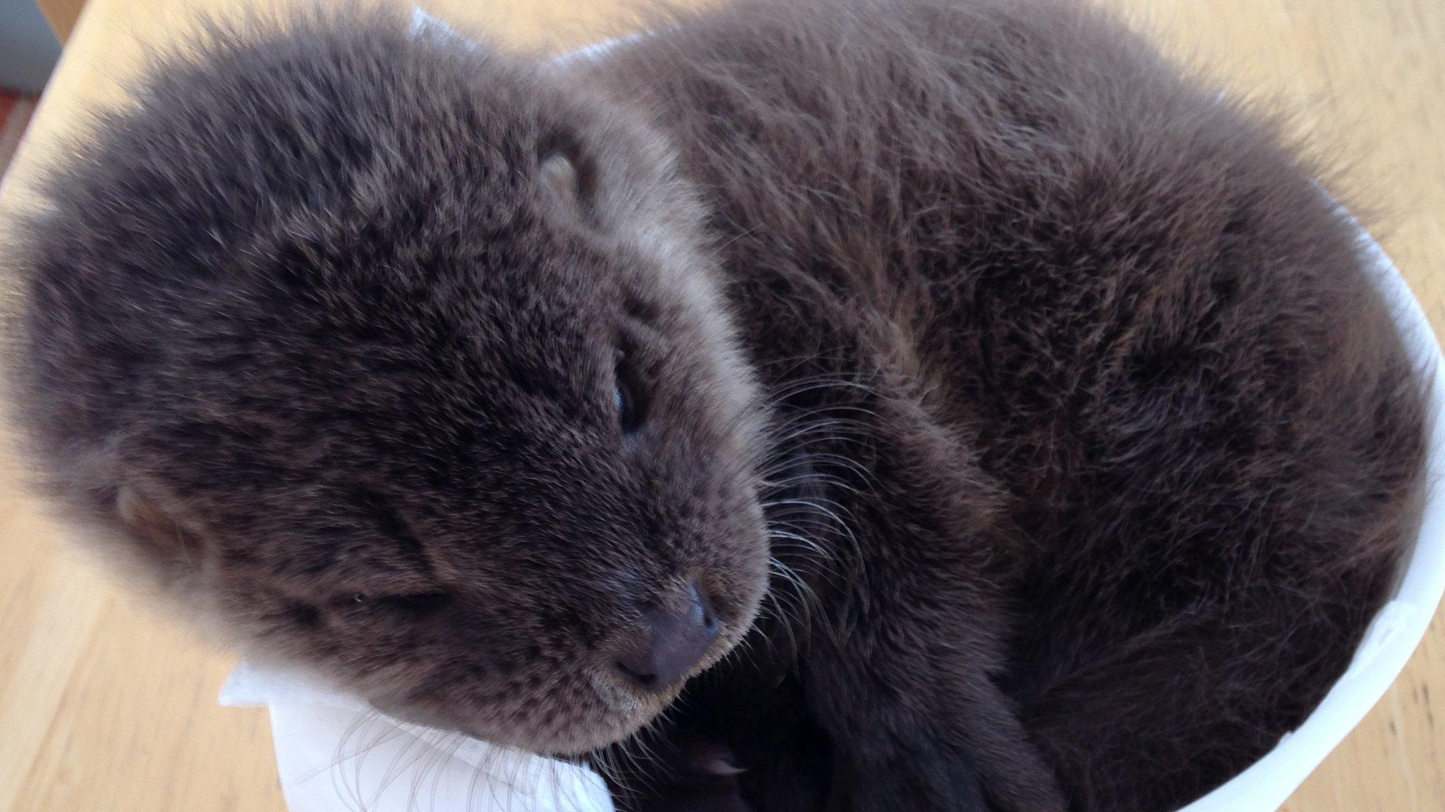 Otter cub Star