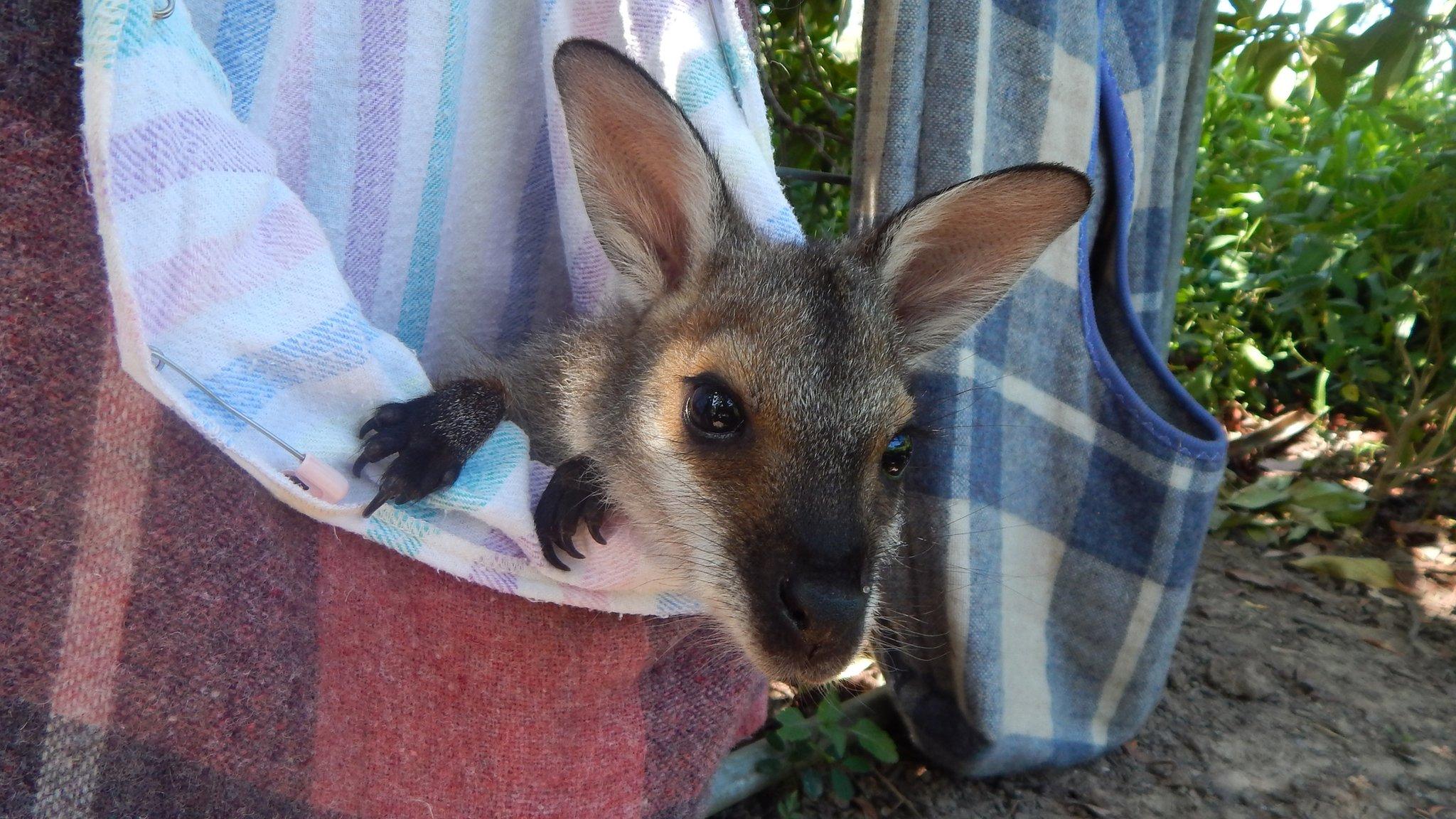 Baby Joey