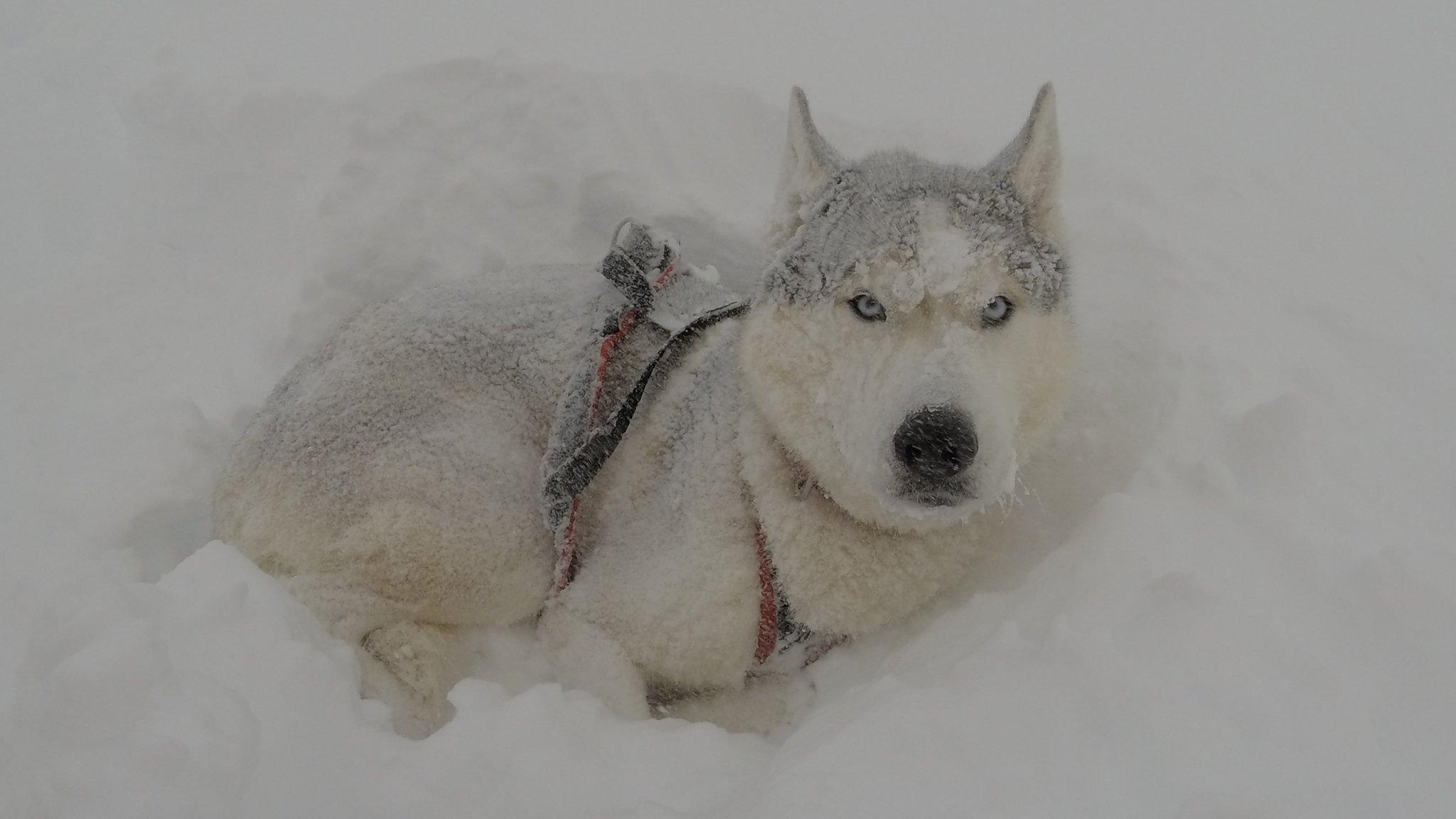 Dog in snow