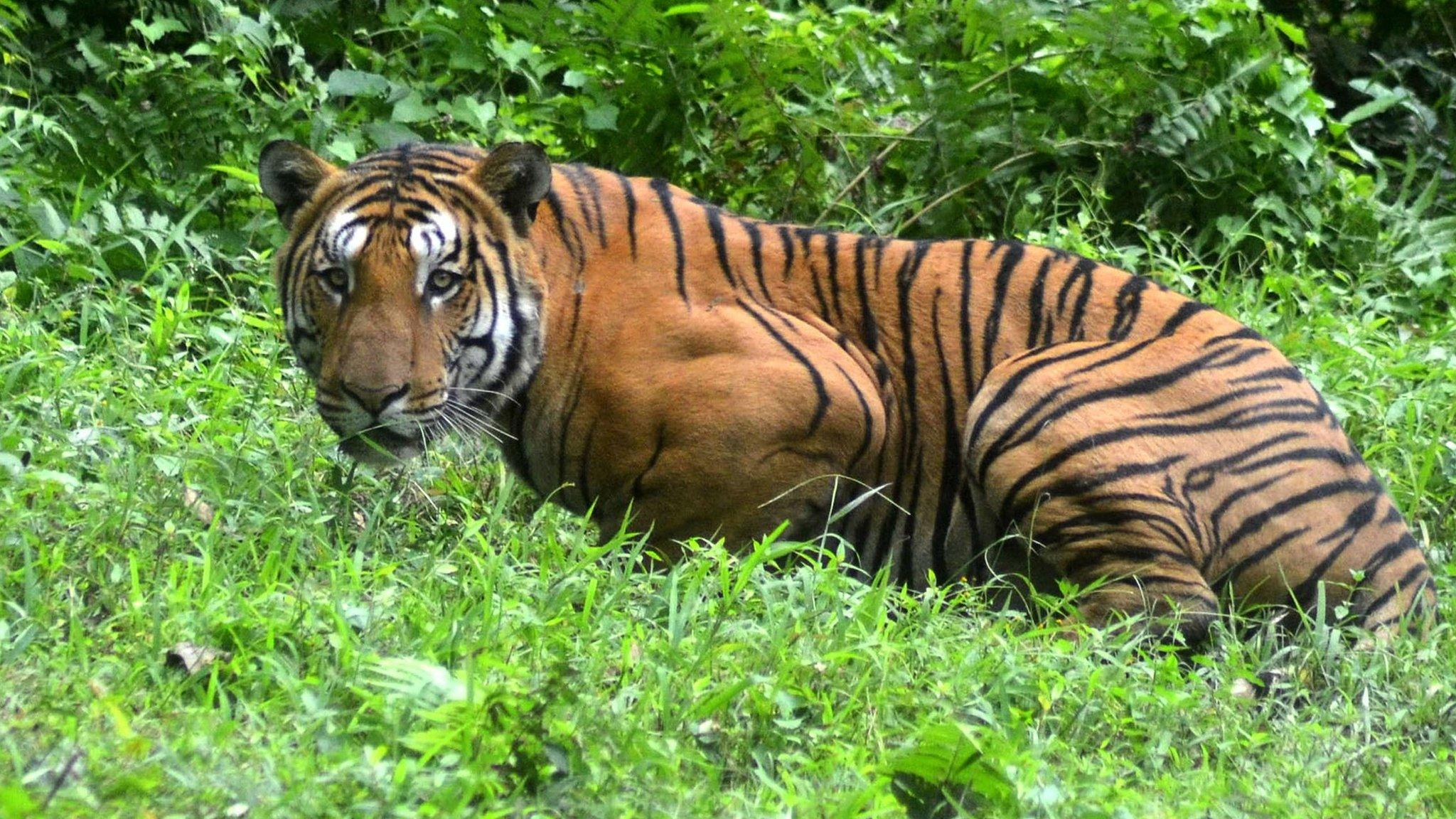 A Royal Bengal Tiger pauses in a jungle clearing in Kaziranga National Park, east of Guwahati, India - 21 December 2014