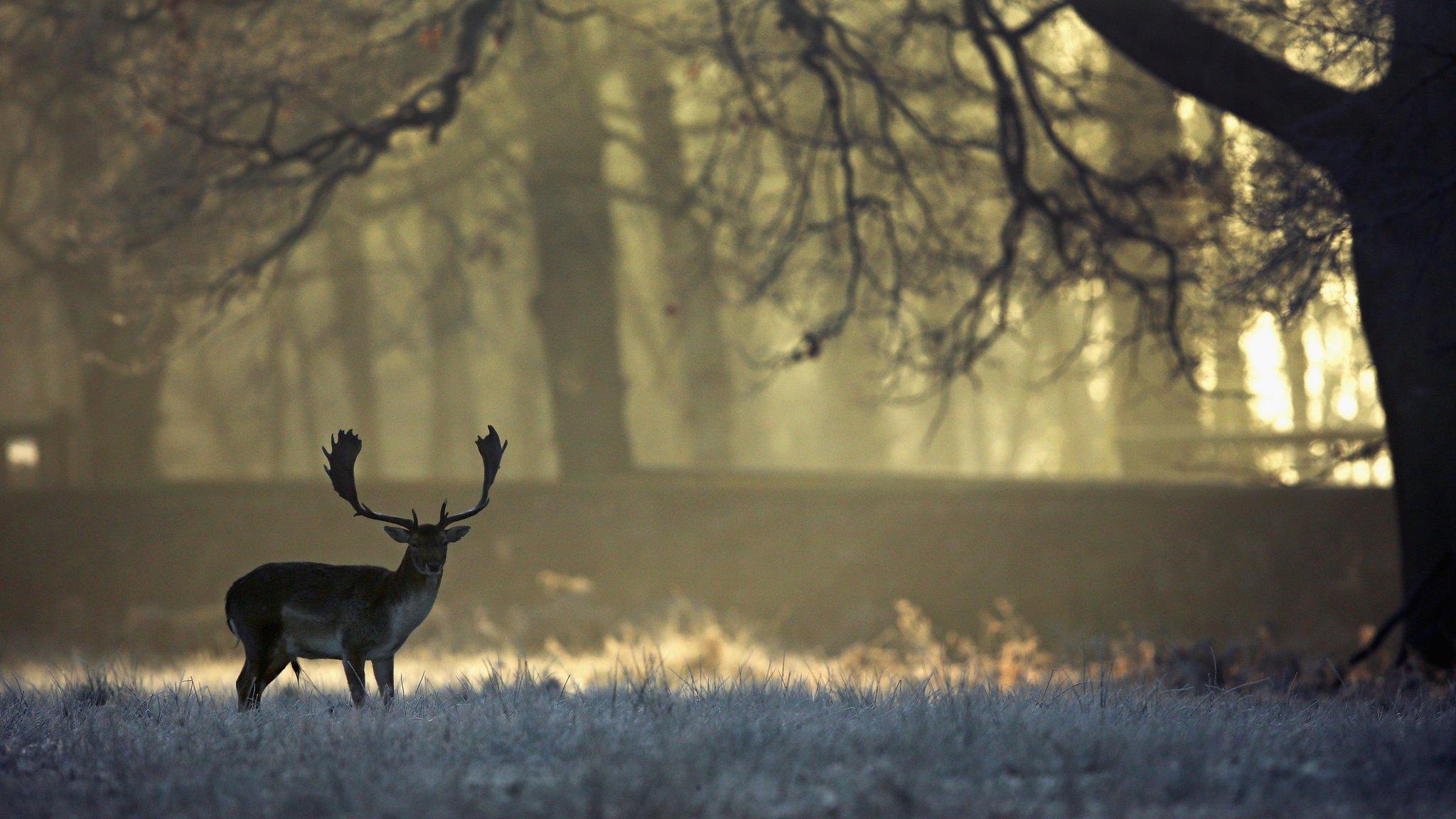 Woodland in Altrincham on 28 December 2014