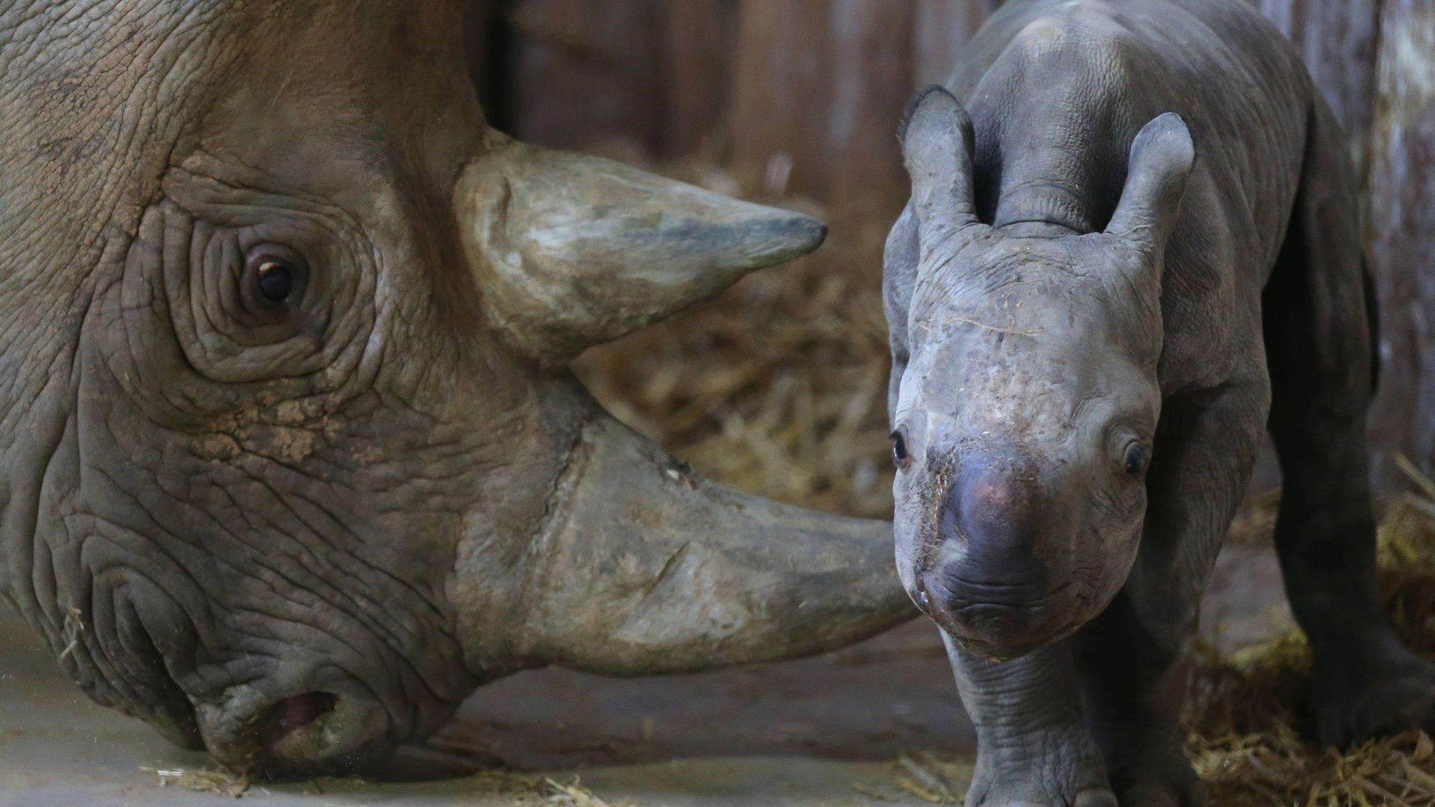 baby rhino