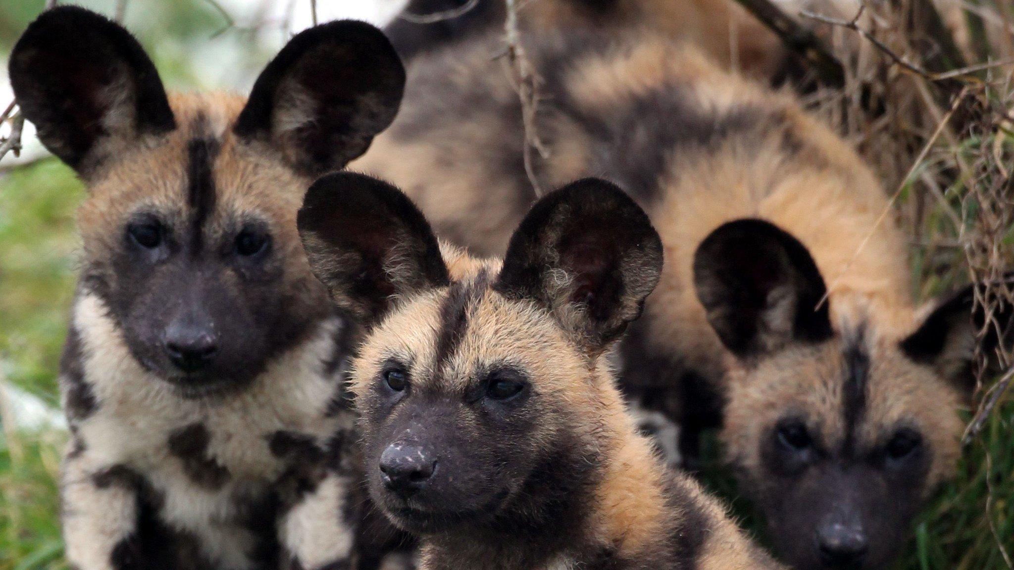 African painted dog puppies