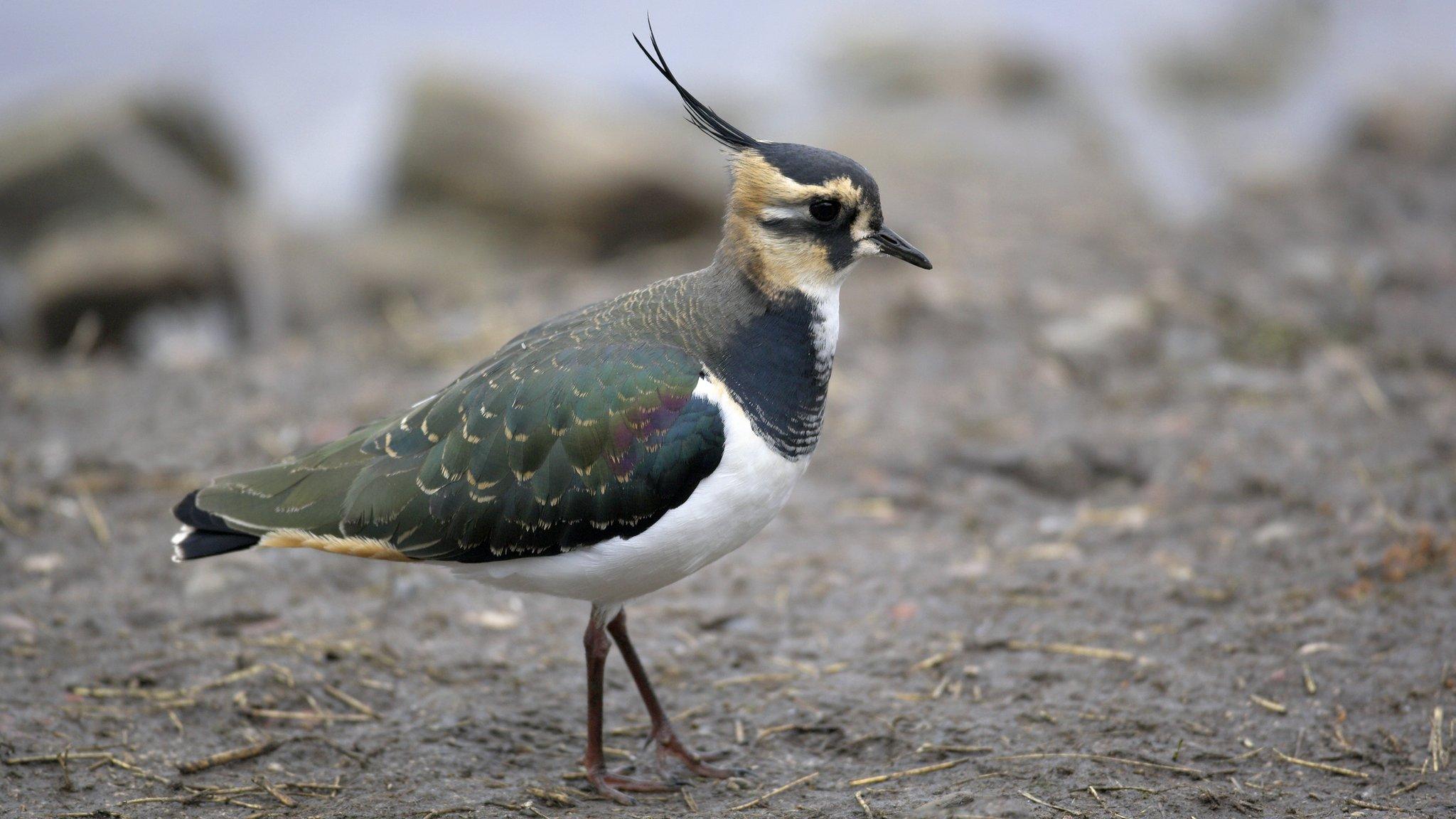 Lapwing