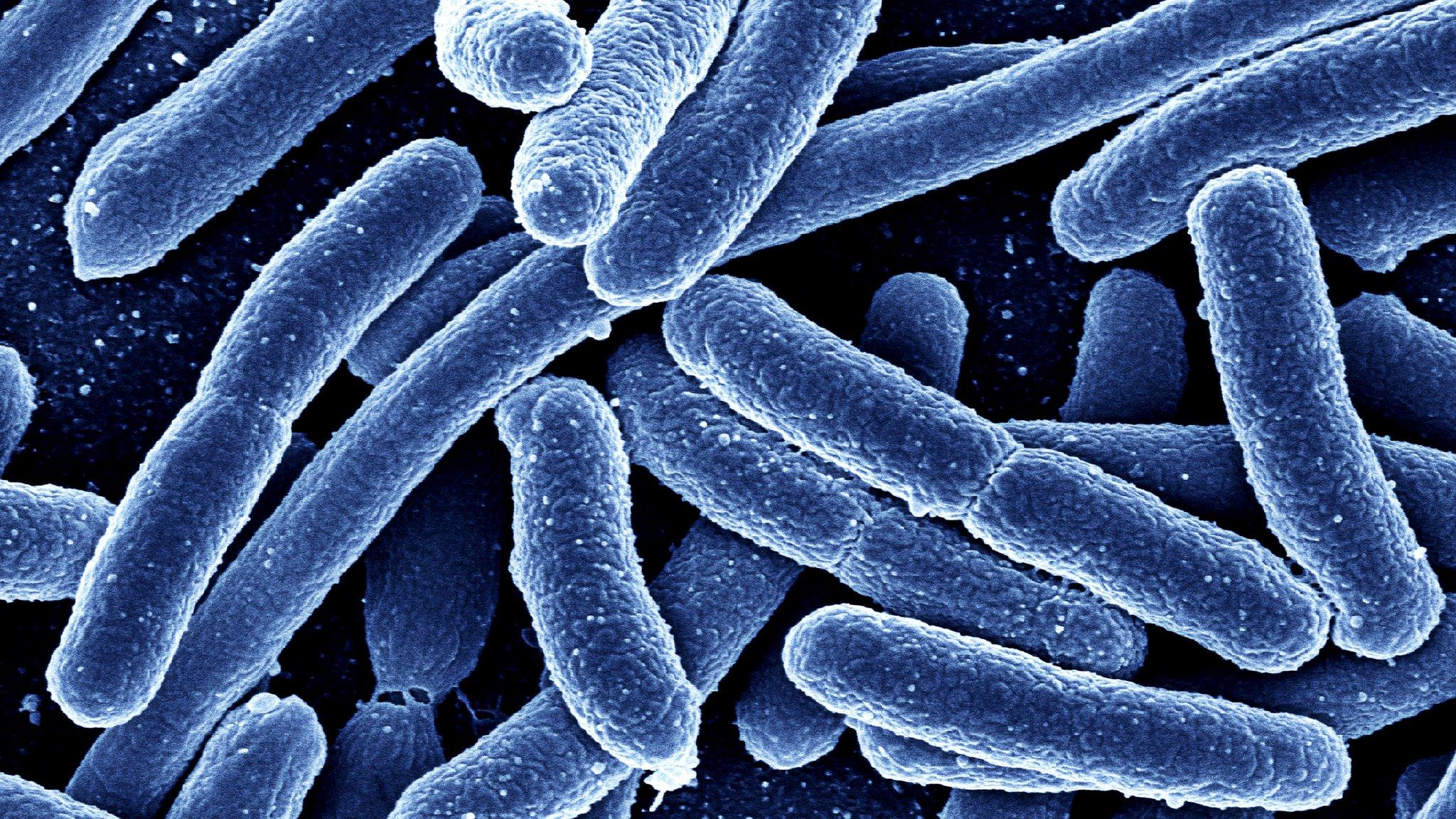 E. coli