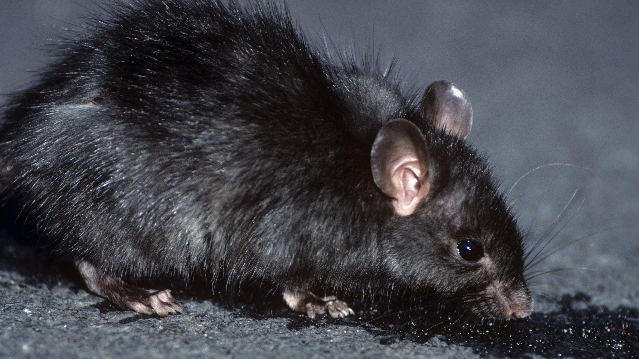 Black rat