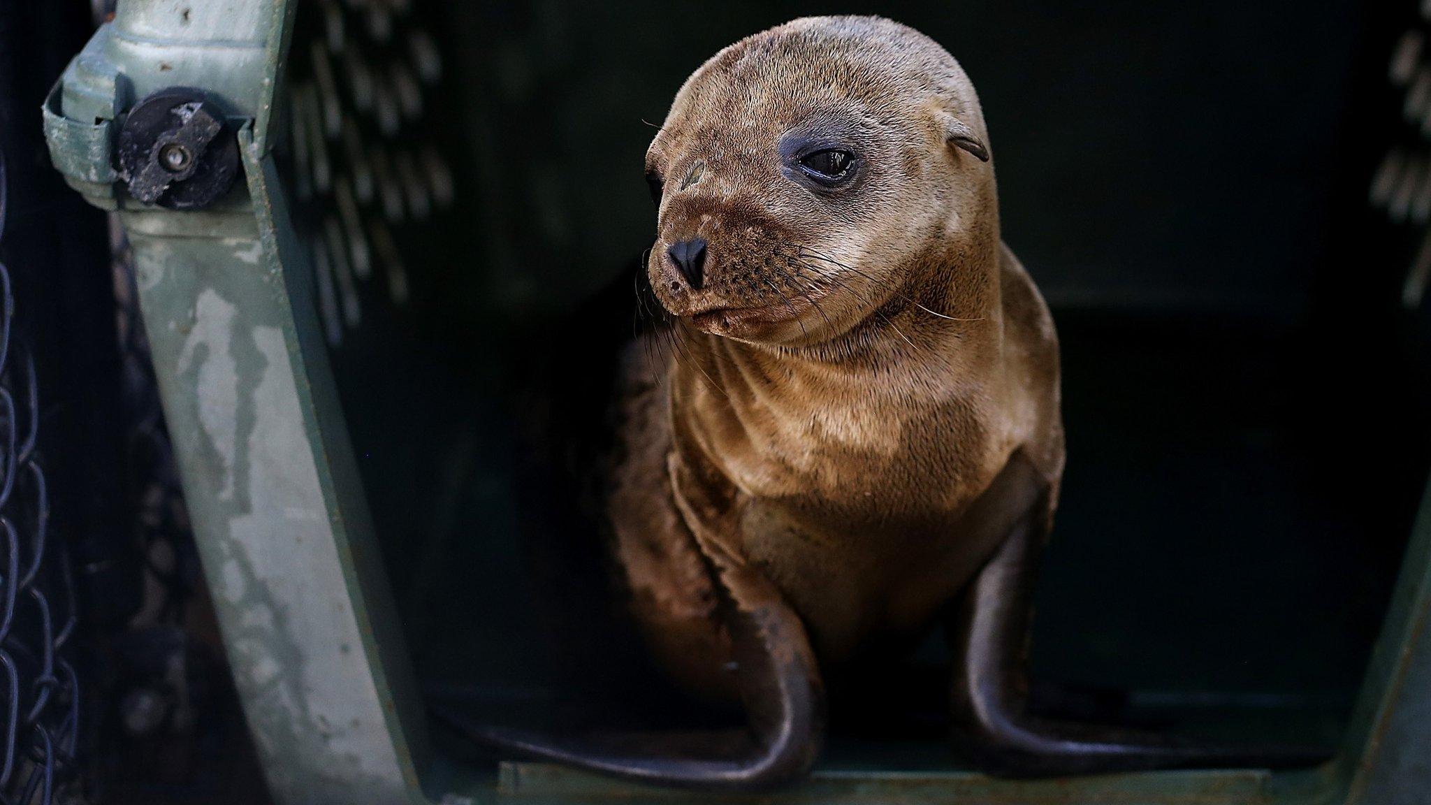 Sea lion