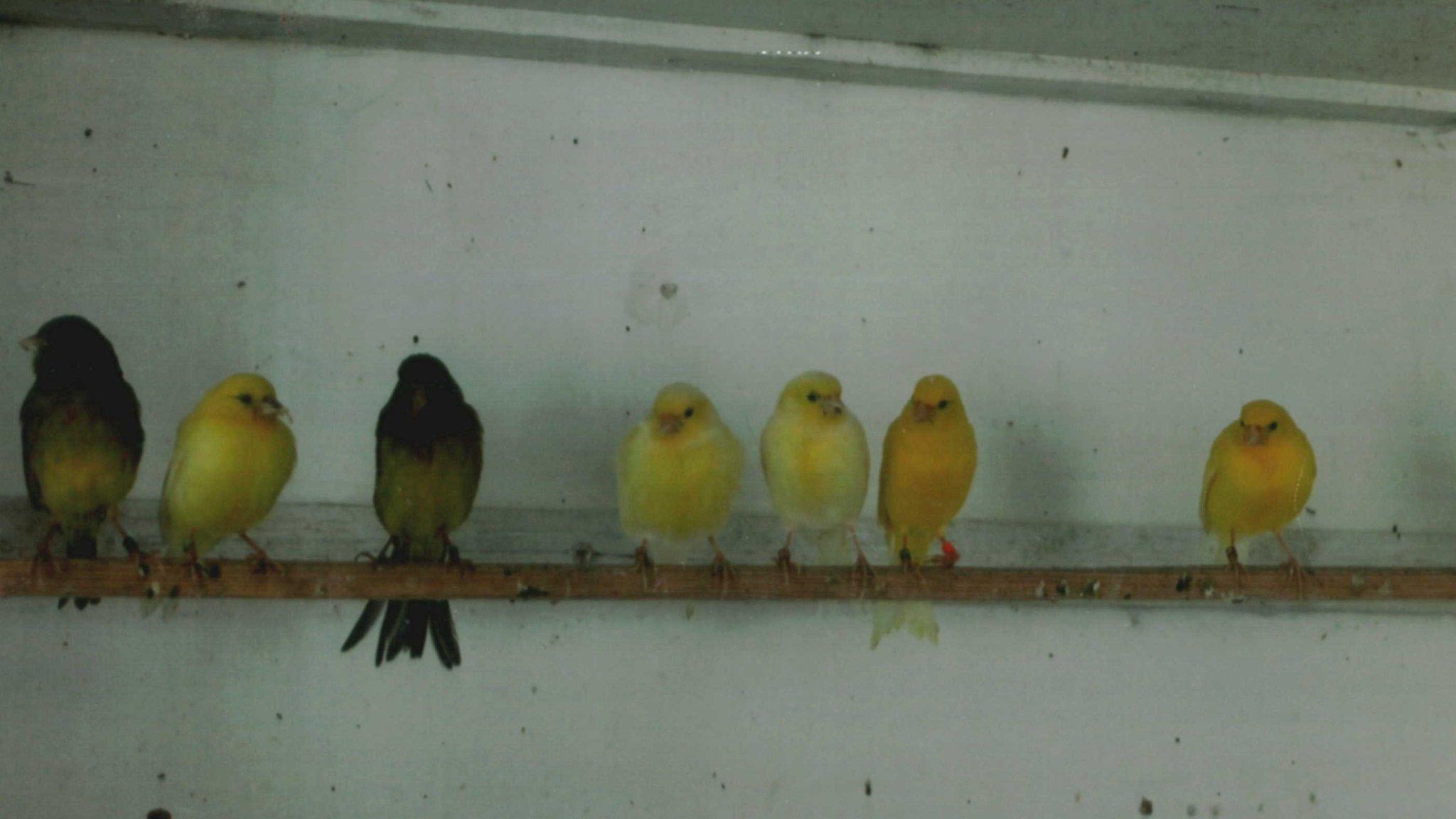 Stolen canaries