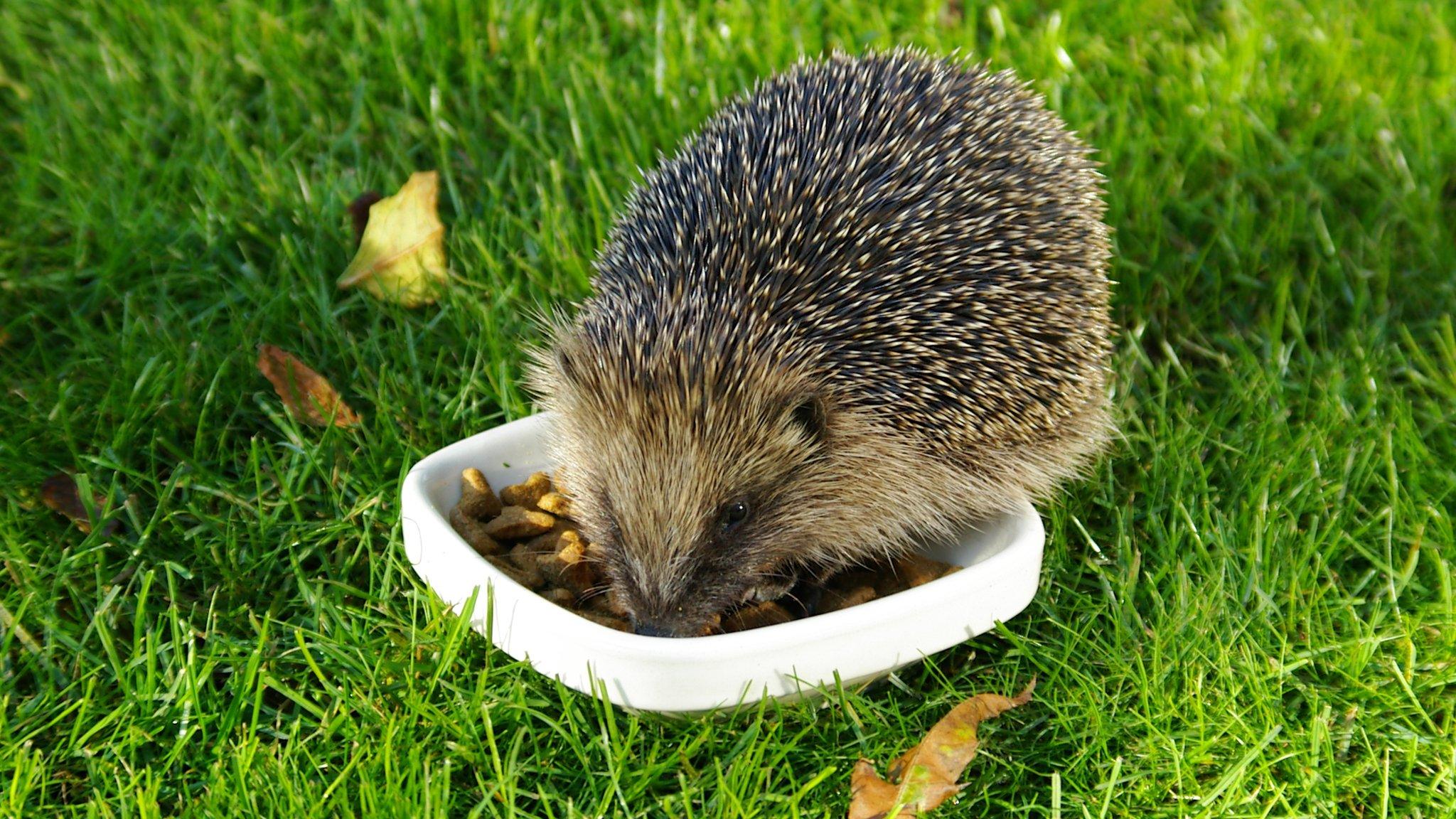 A hedgehog eating from a dish