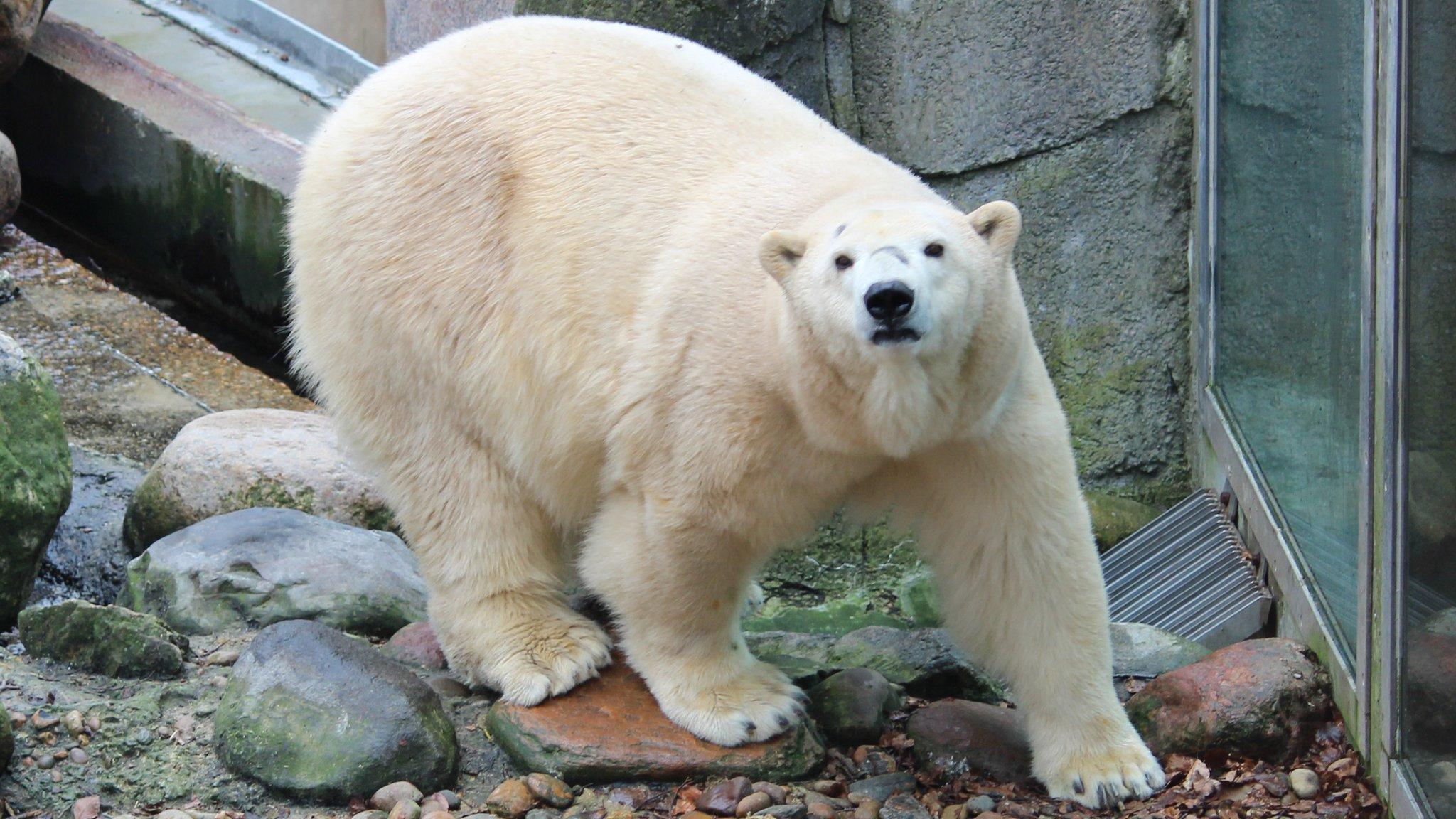 Polar bear Victoria