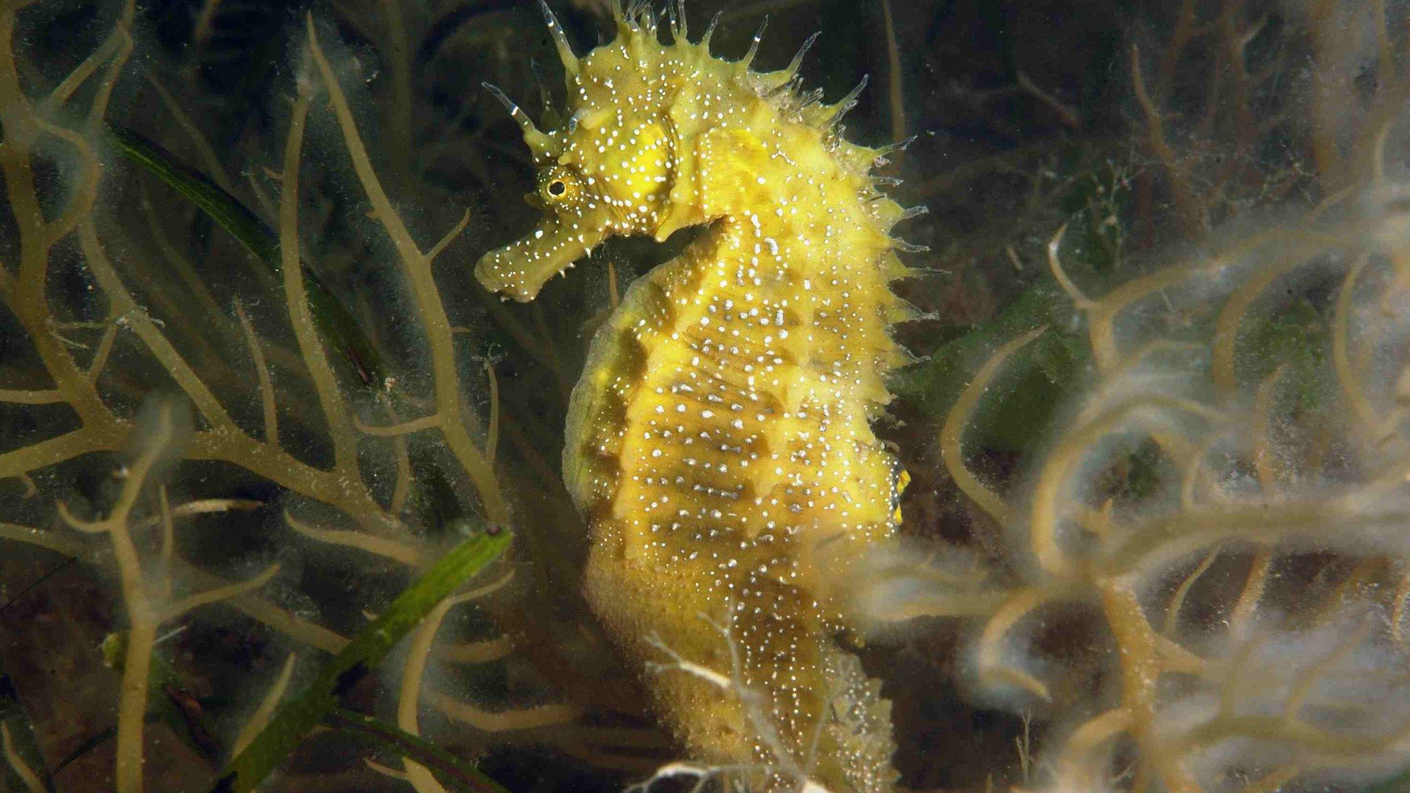 Spiny Seahorse