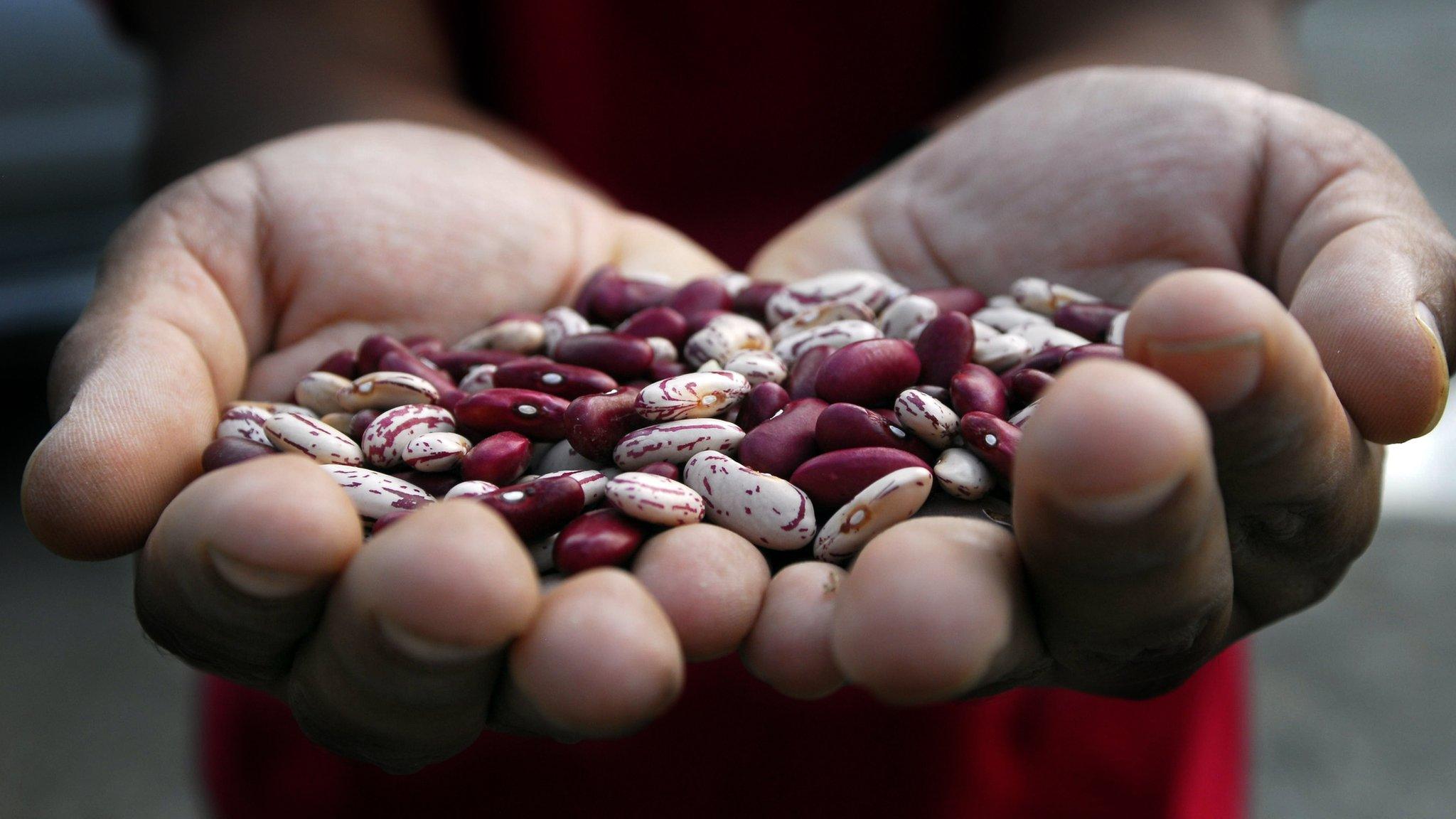 Handful of beans (Image: CIAT)