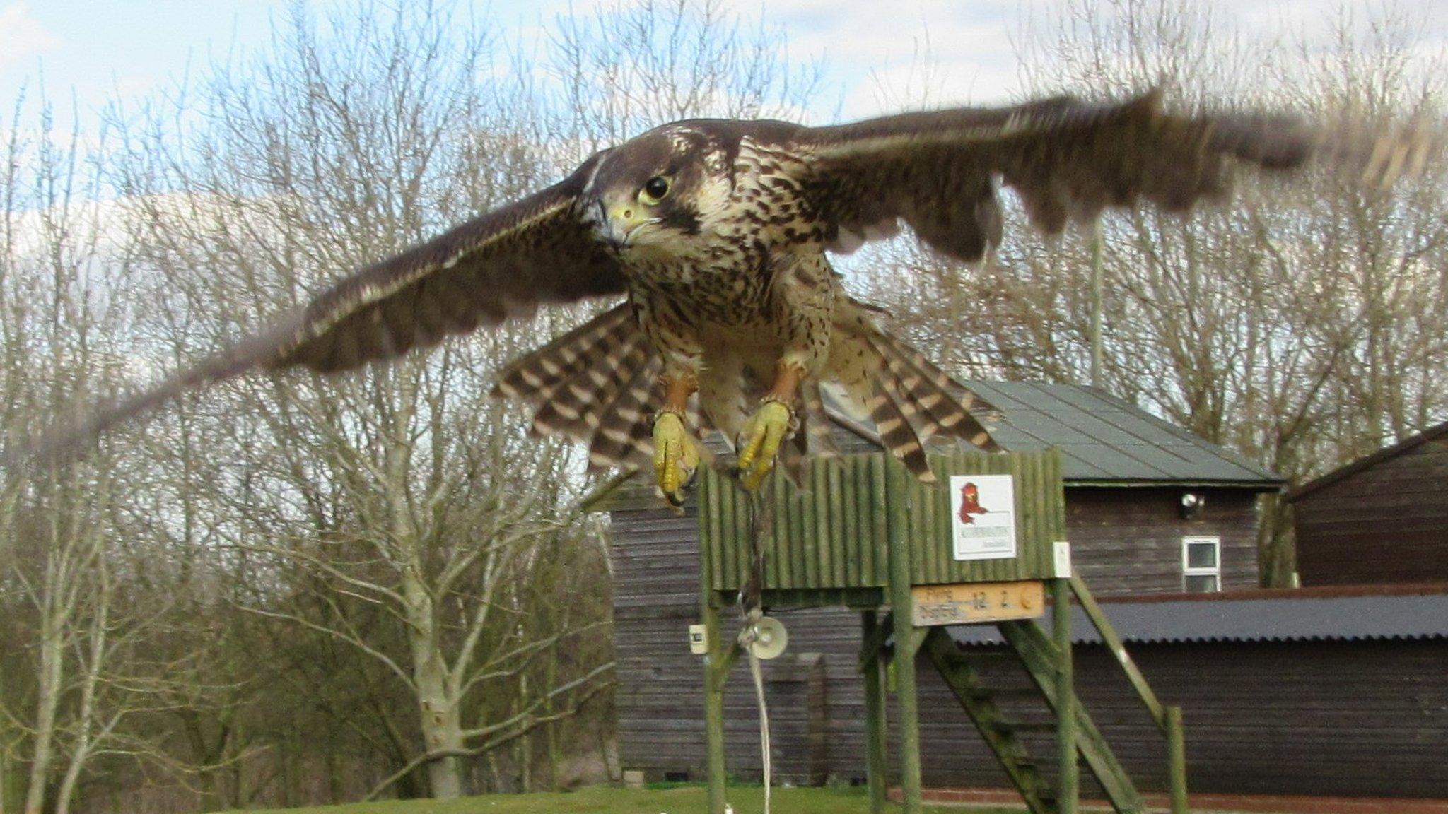 Peregrine falcon